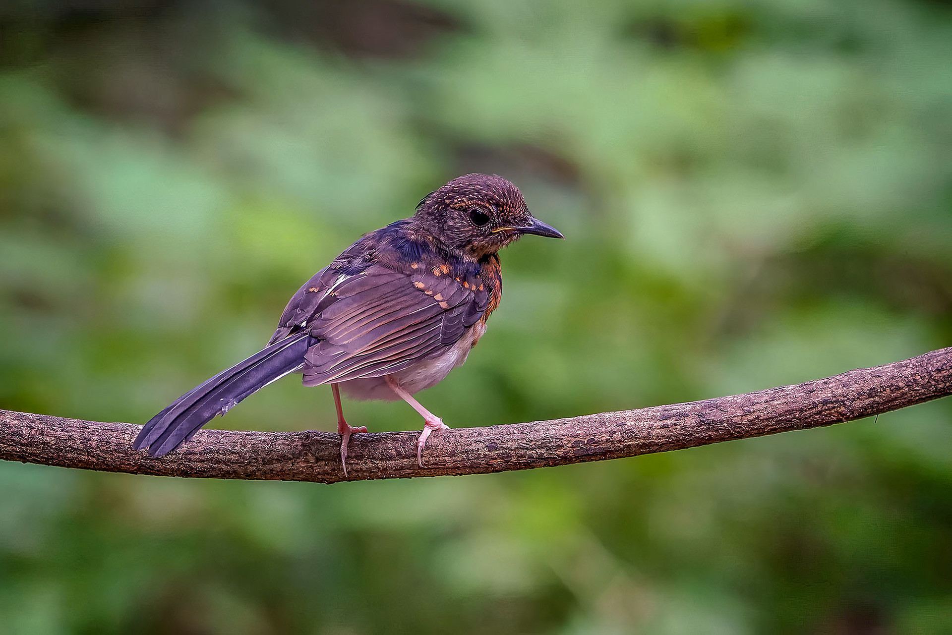 juvenile