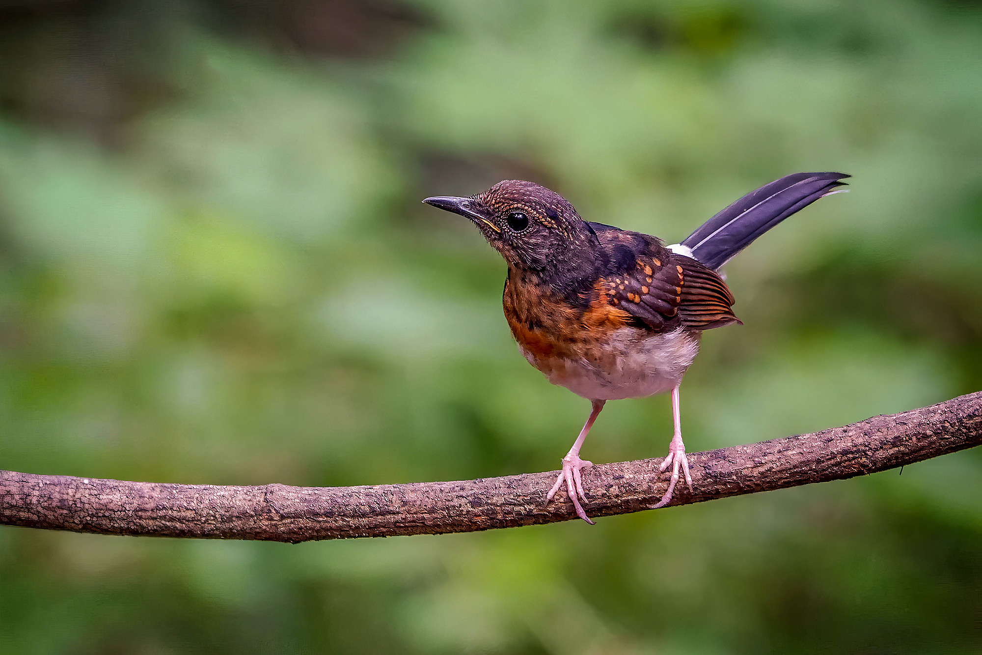 juvenile
