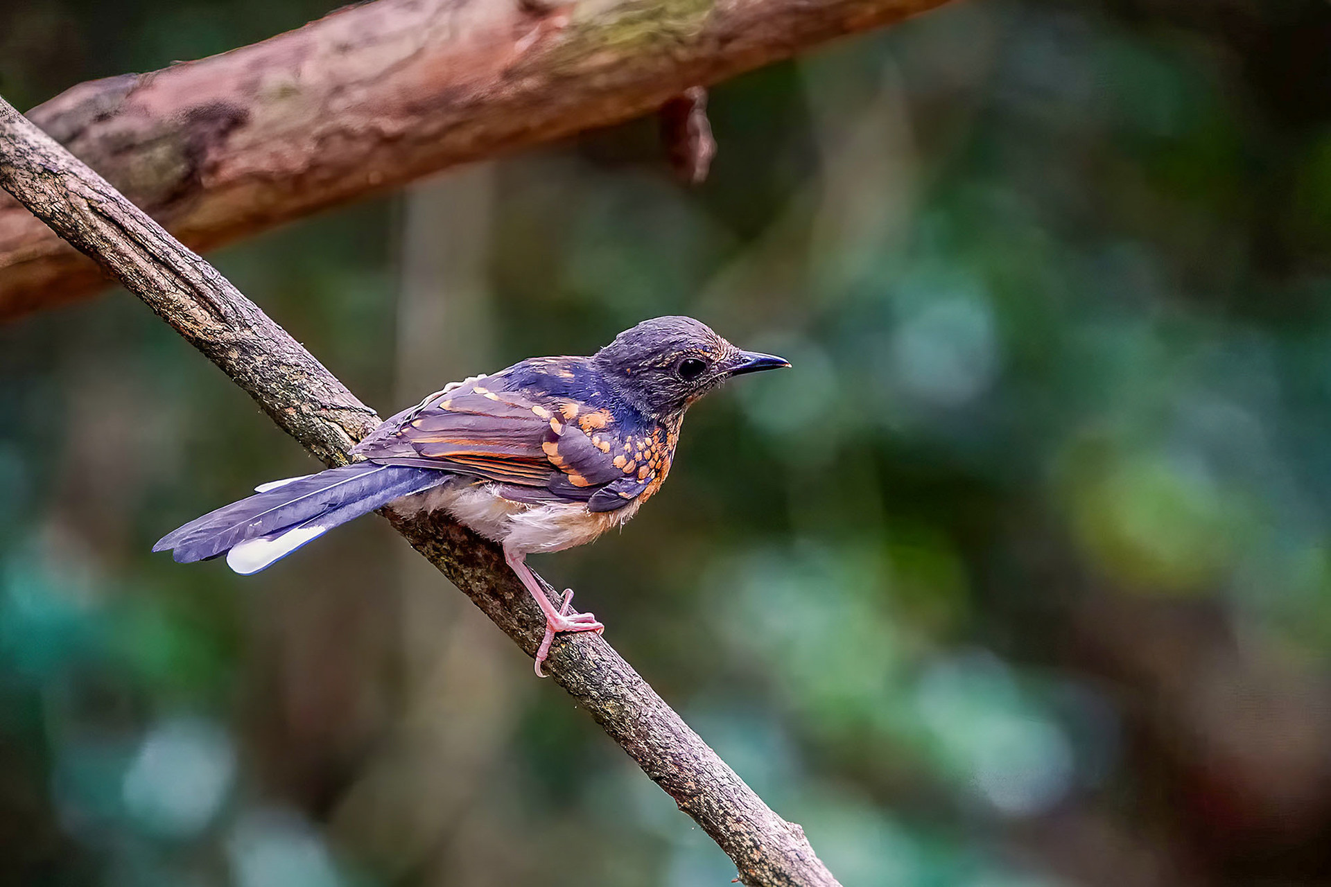 juvenile