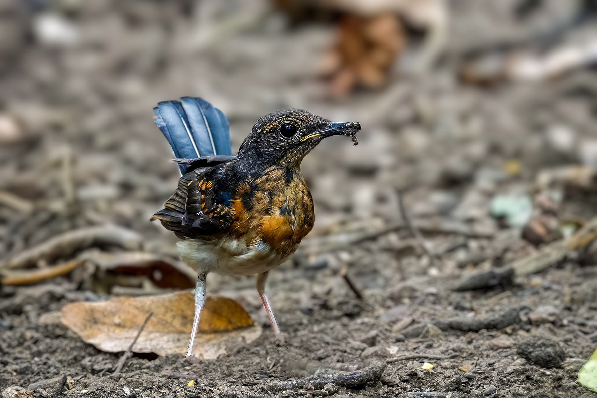 juvenile