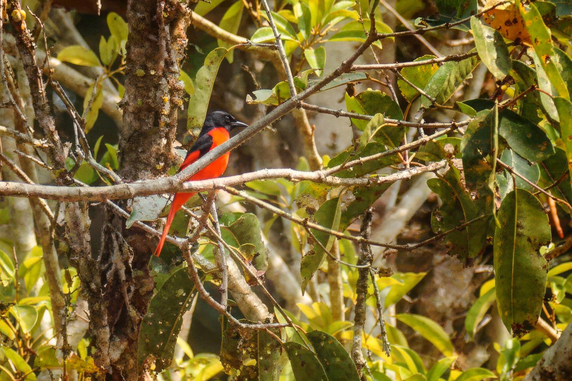Scharlachmennigvogel