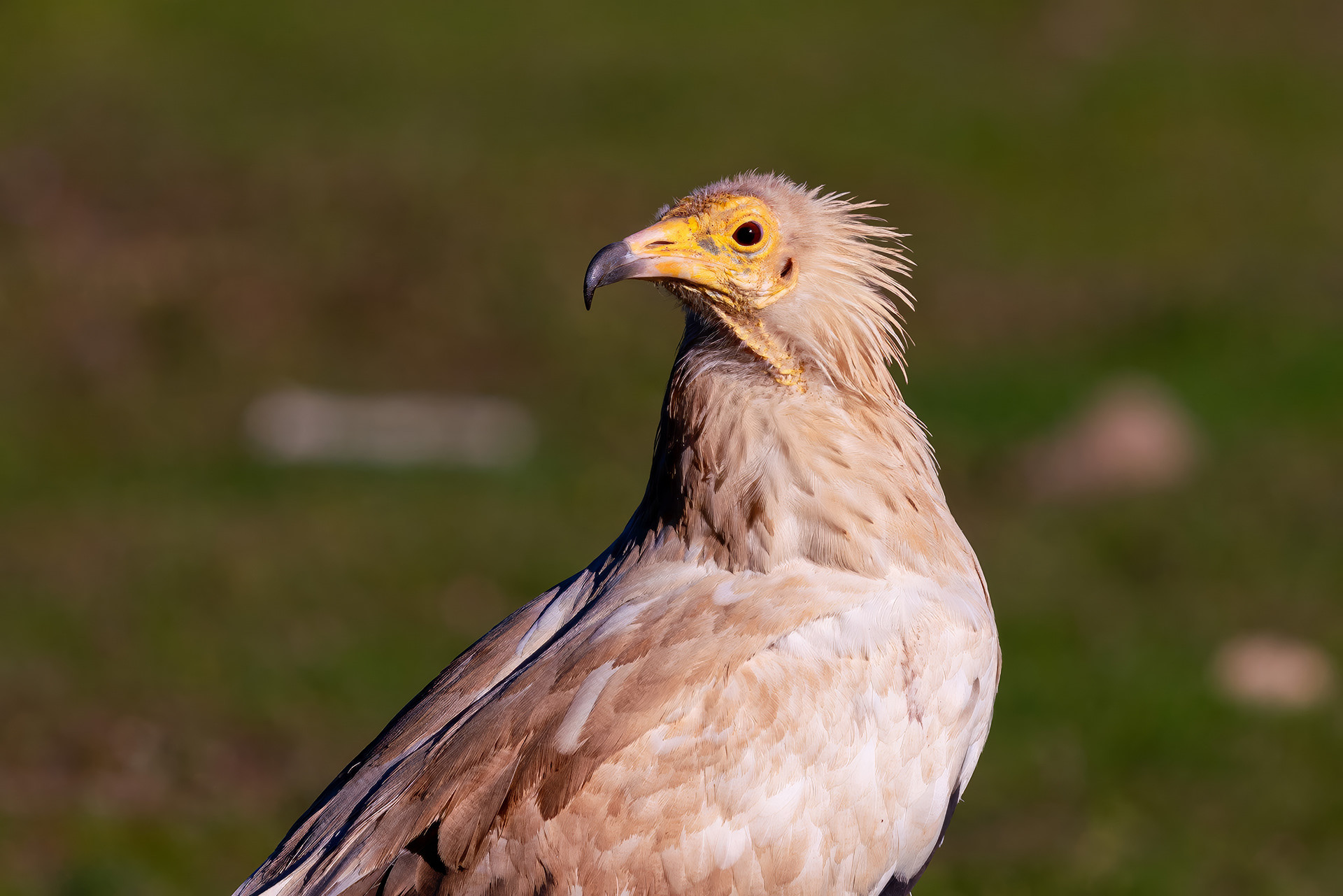 Schmutzgeier