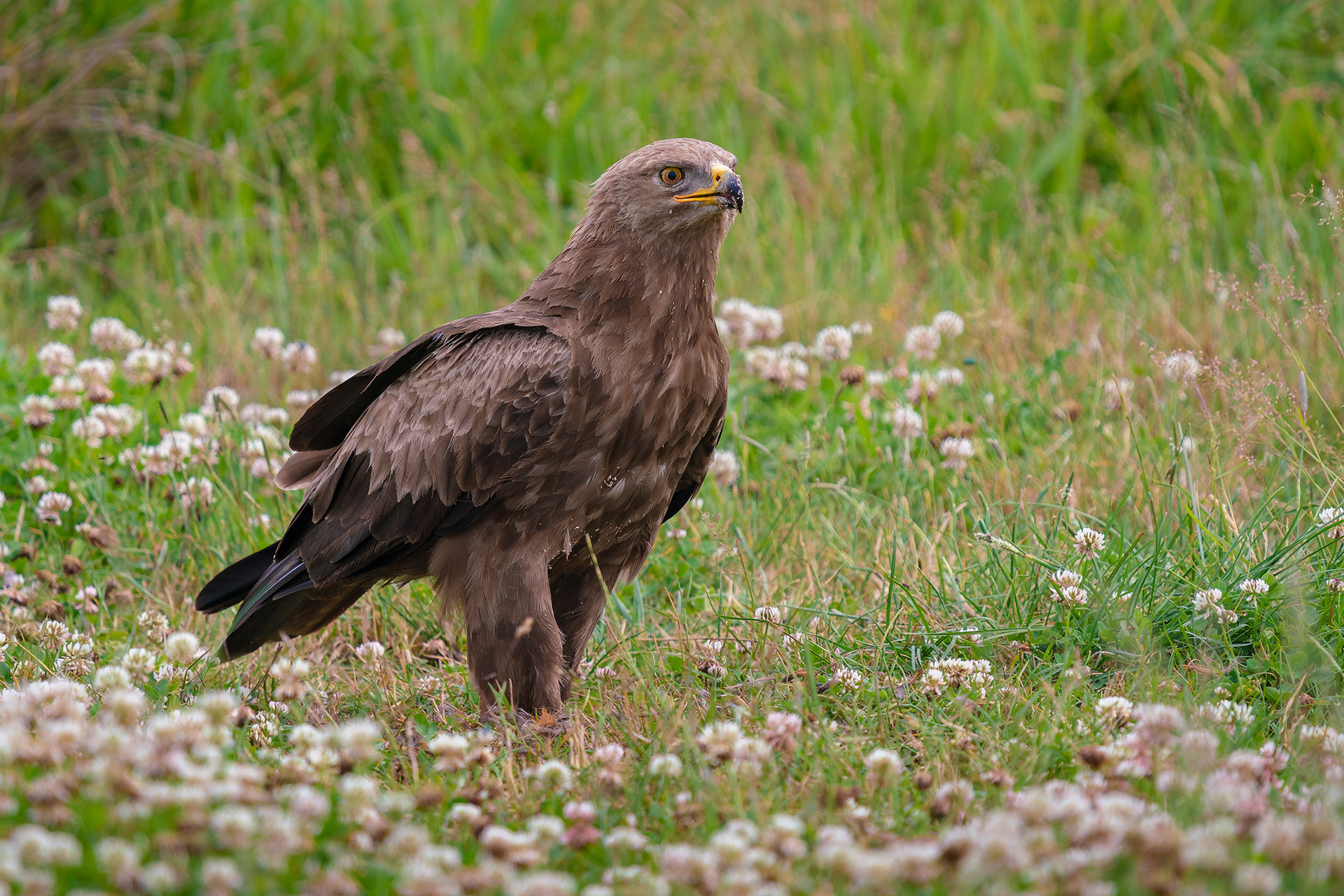 Schreiadler