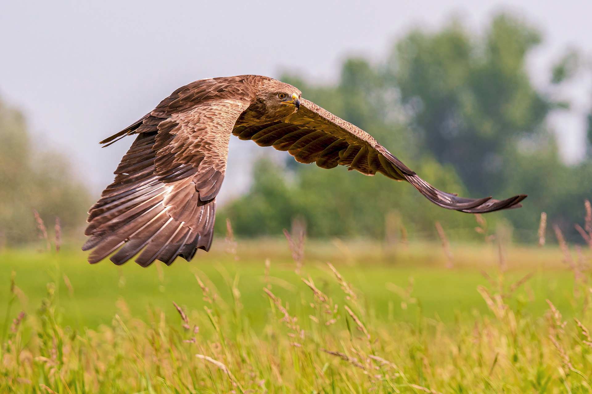 Schreiadler