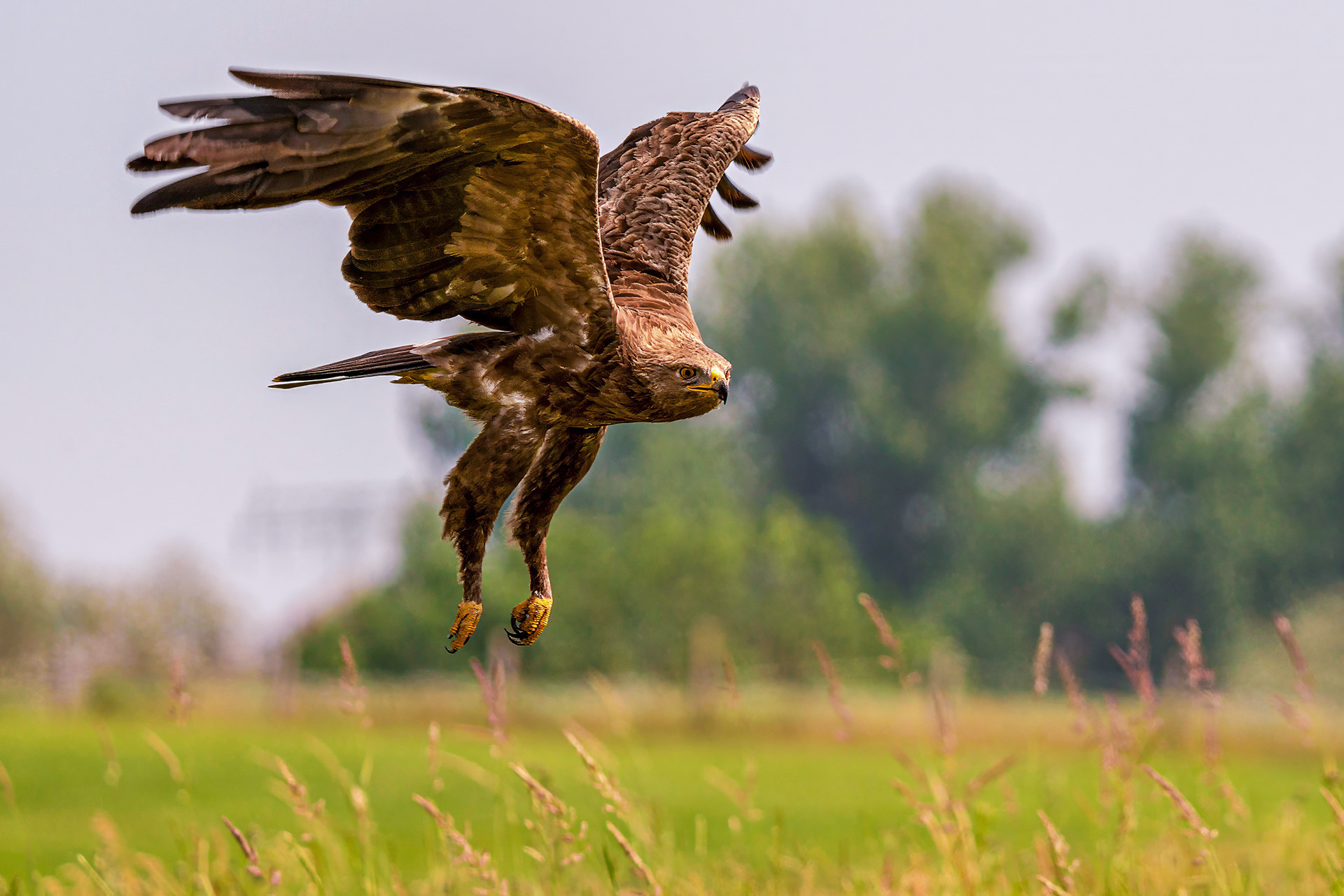 Schreiadler