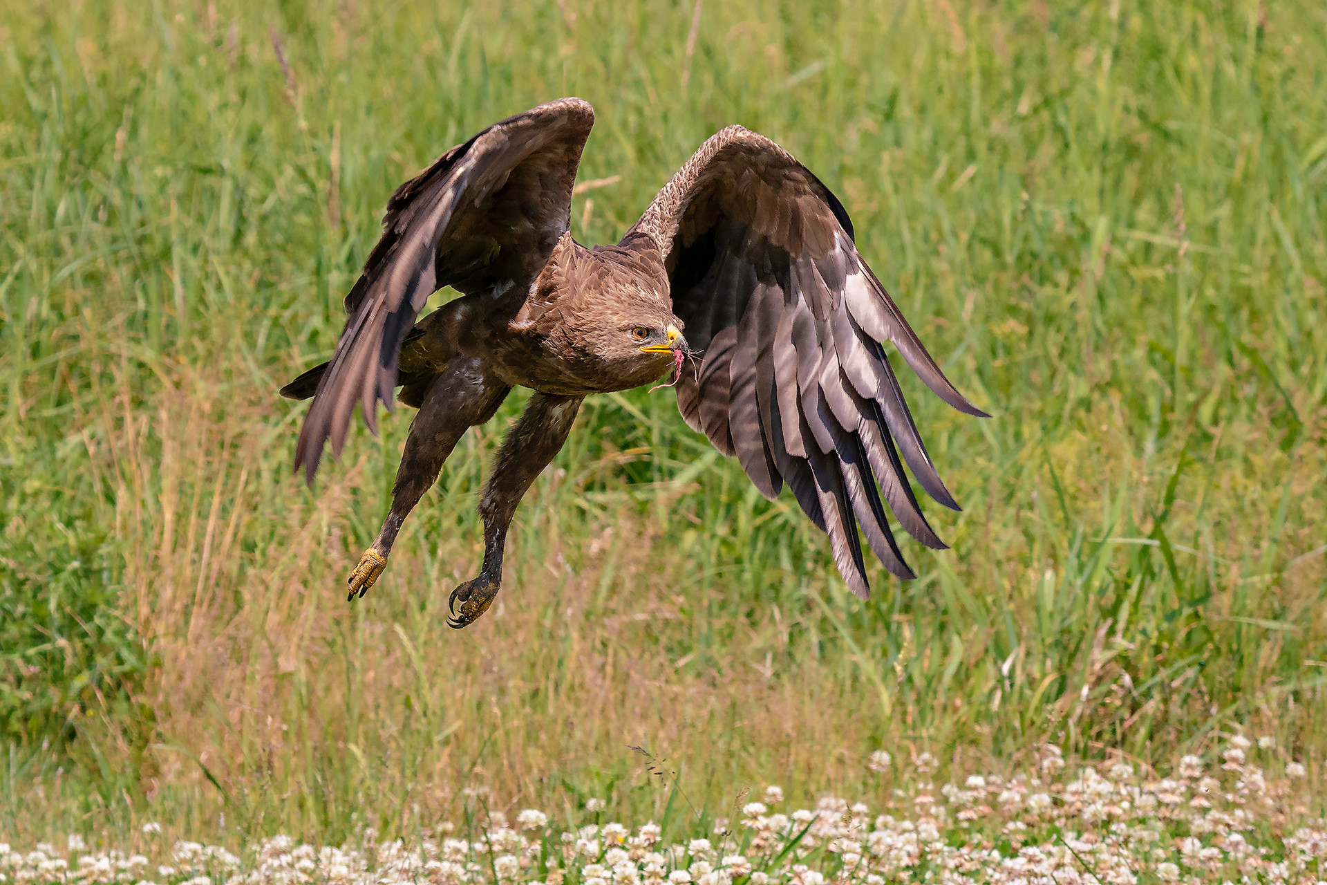 Schreiadler