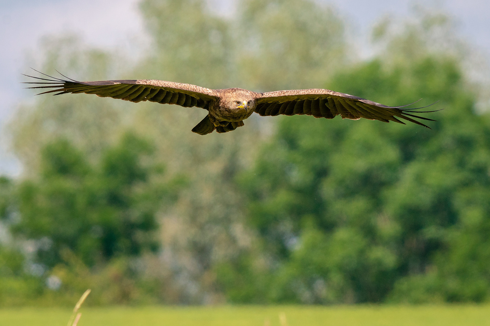 Schreiadler
