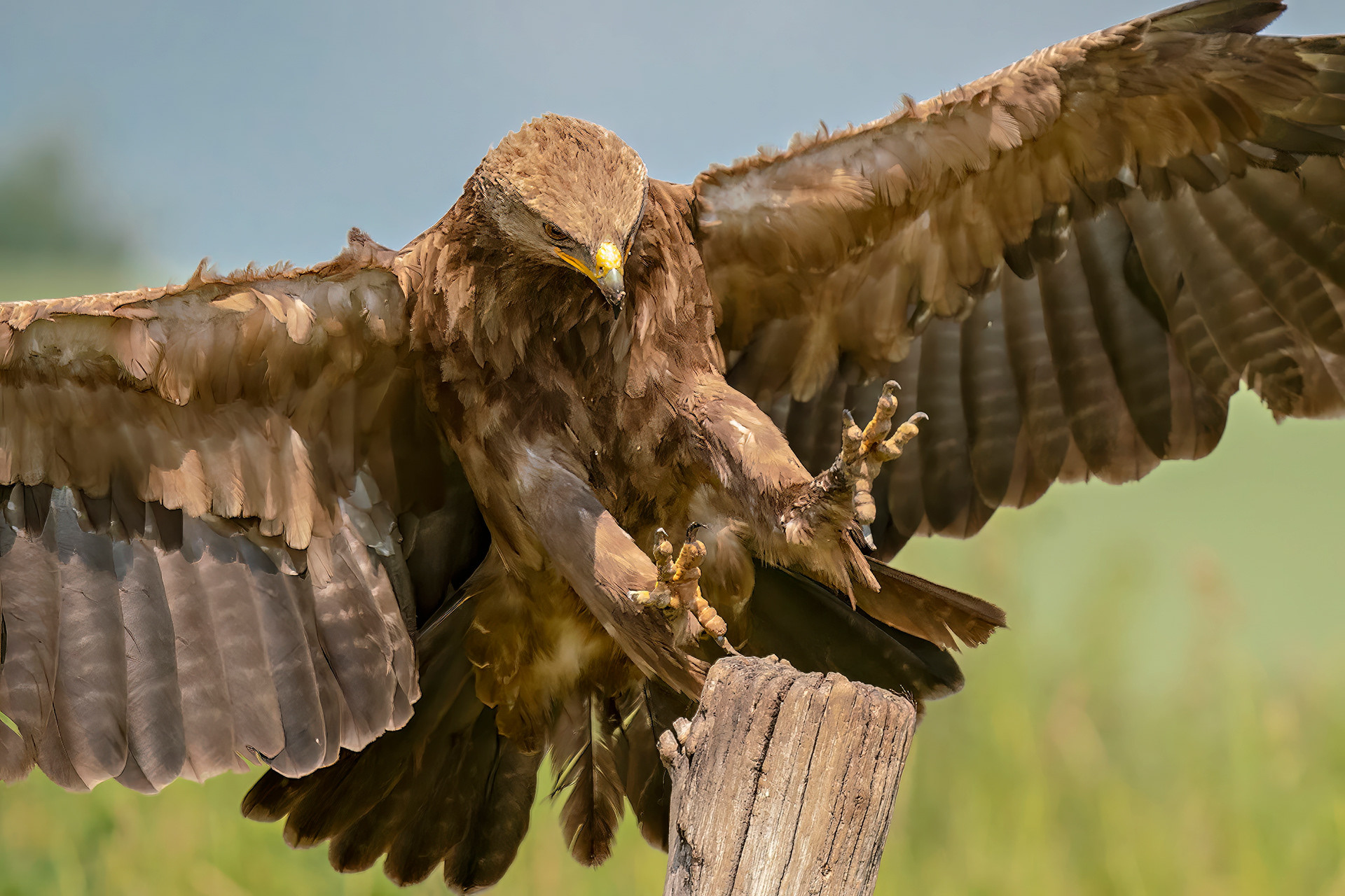 Schreiadler