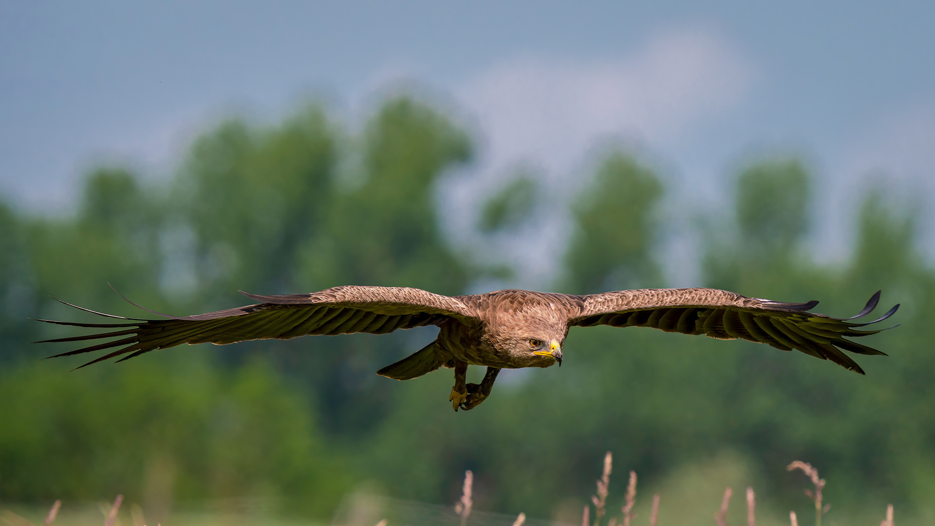 Schreiadler