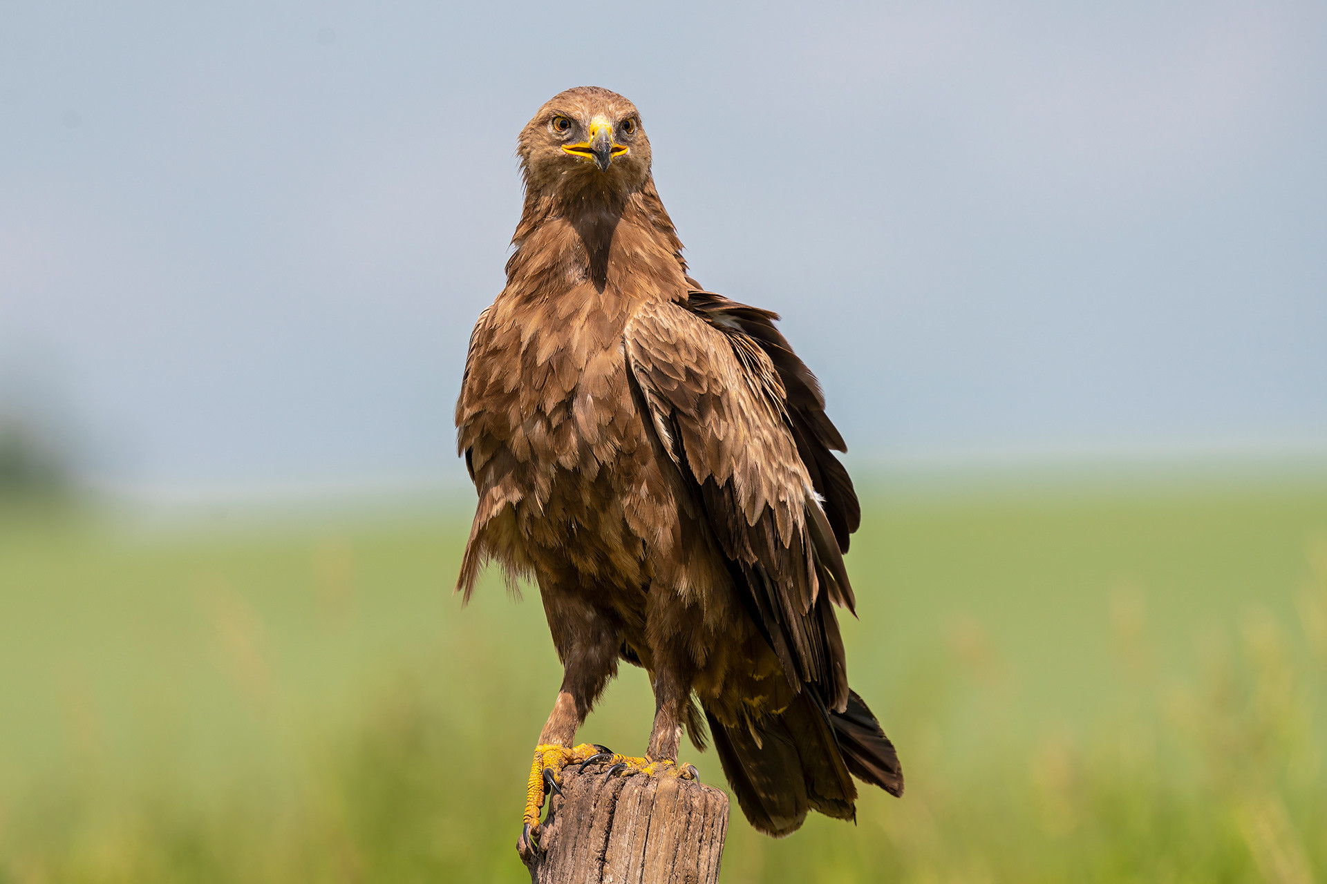 Schreiadler
