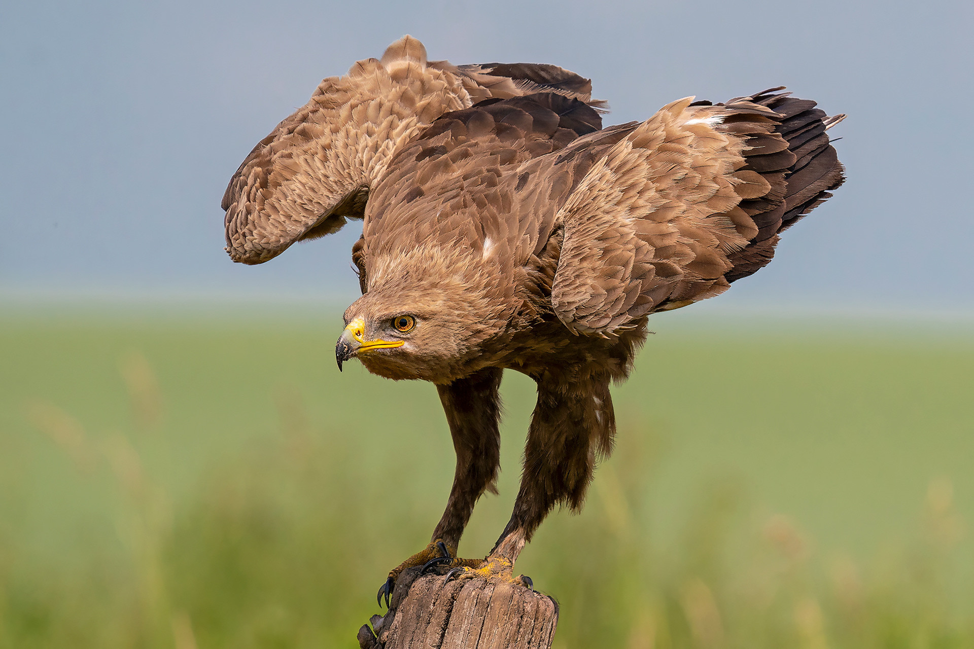 Schreiadler
