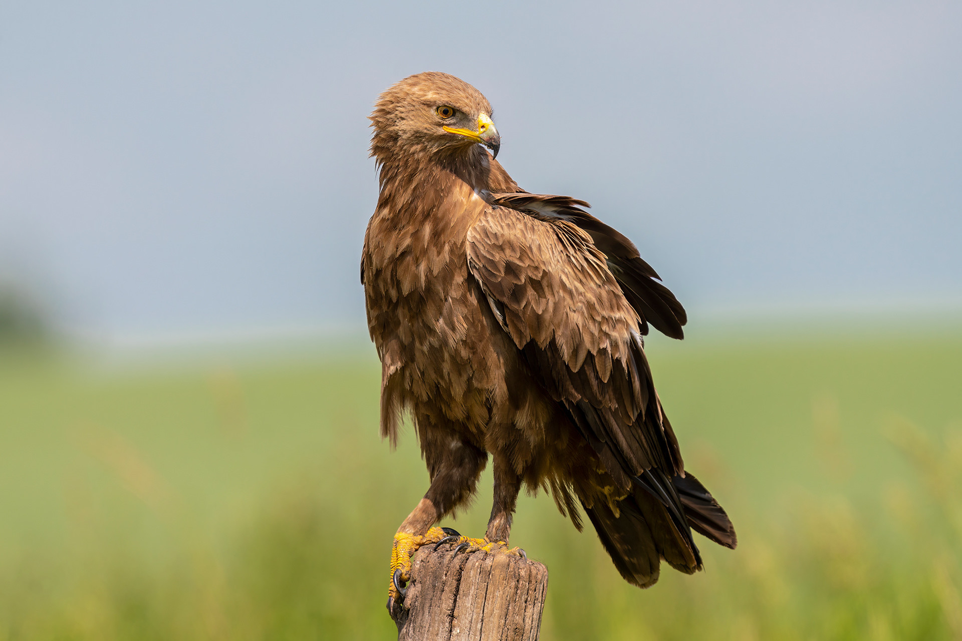 Schreiadler