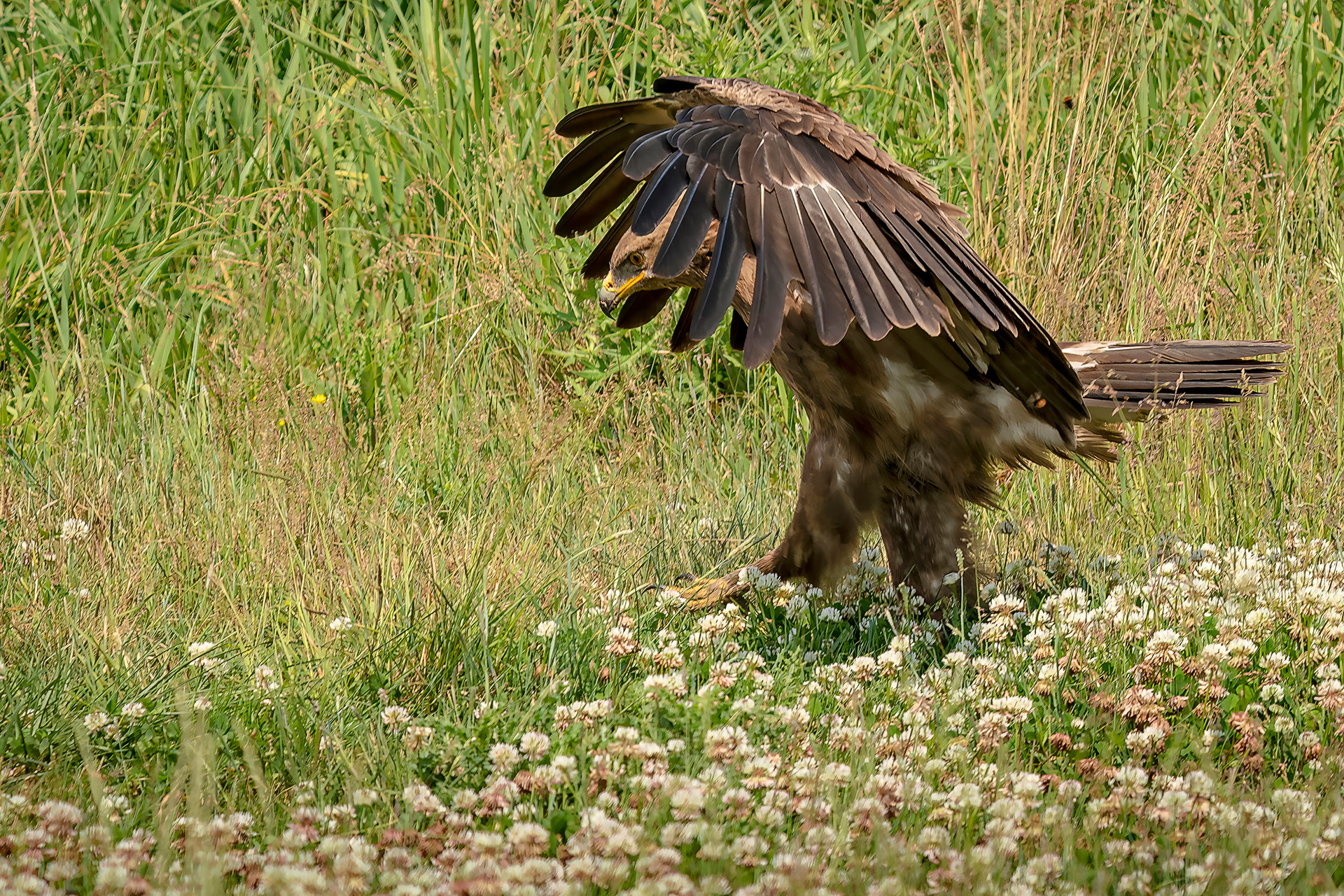 Schreiadler
