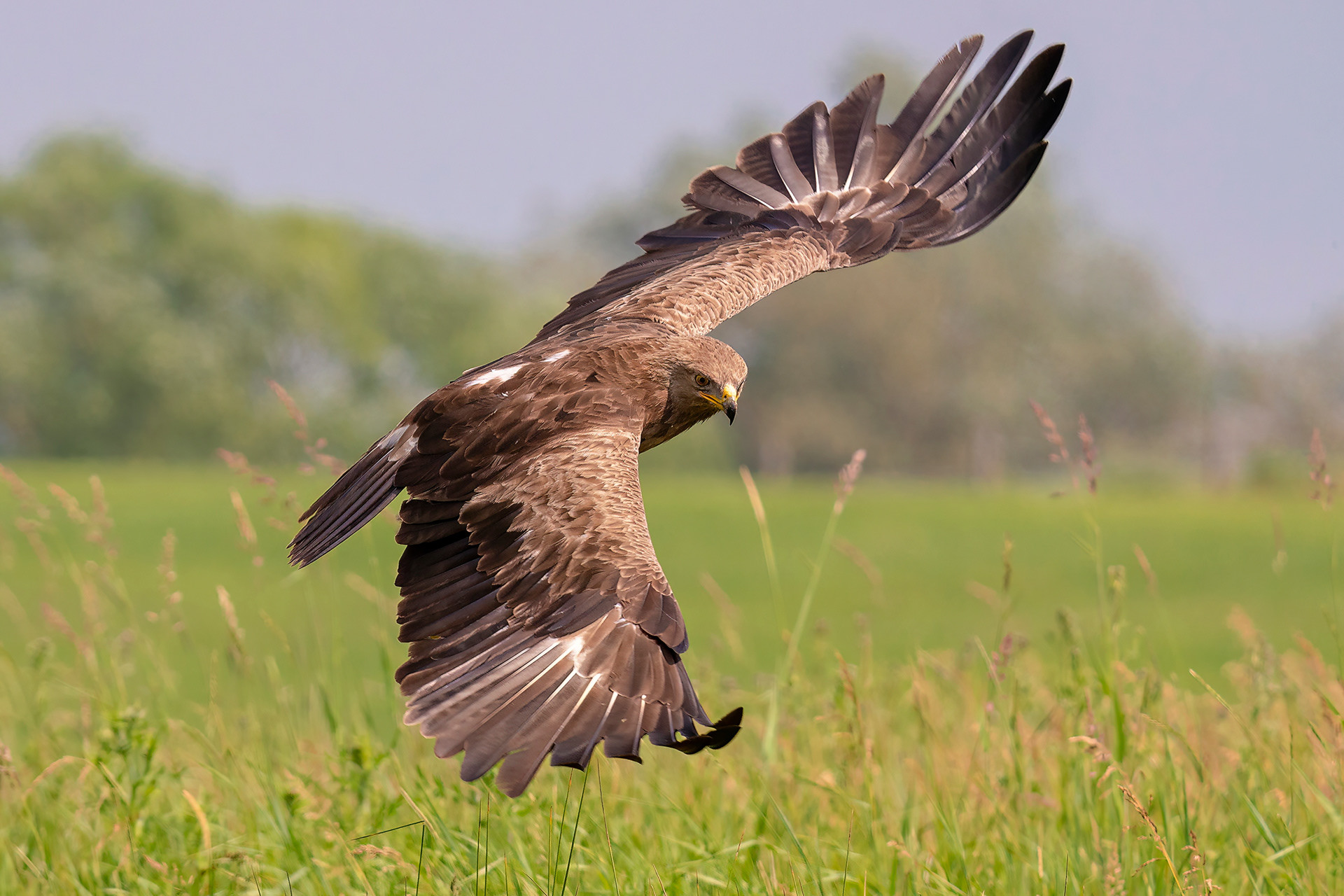 Schreiadler