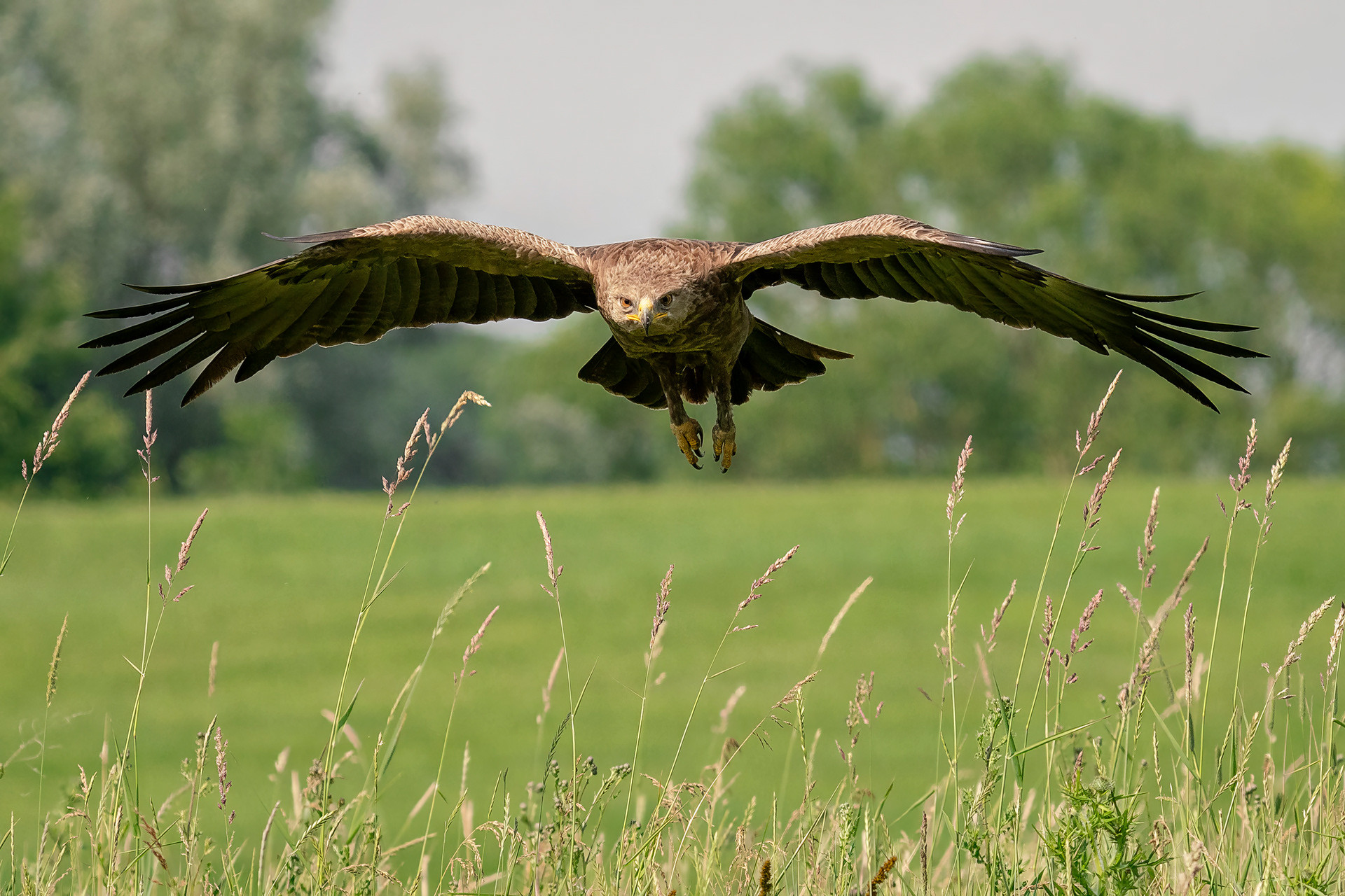 Schreiadler