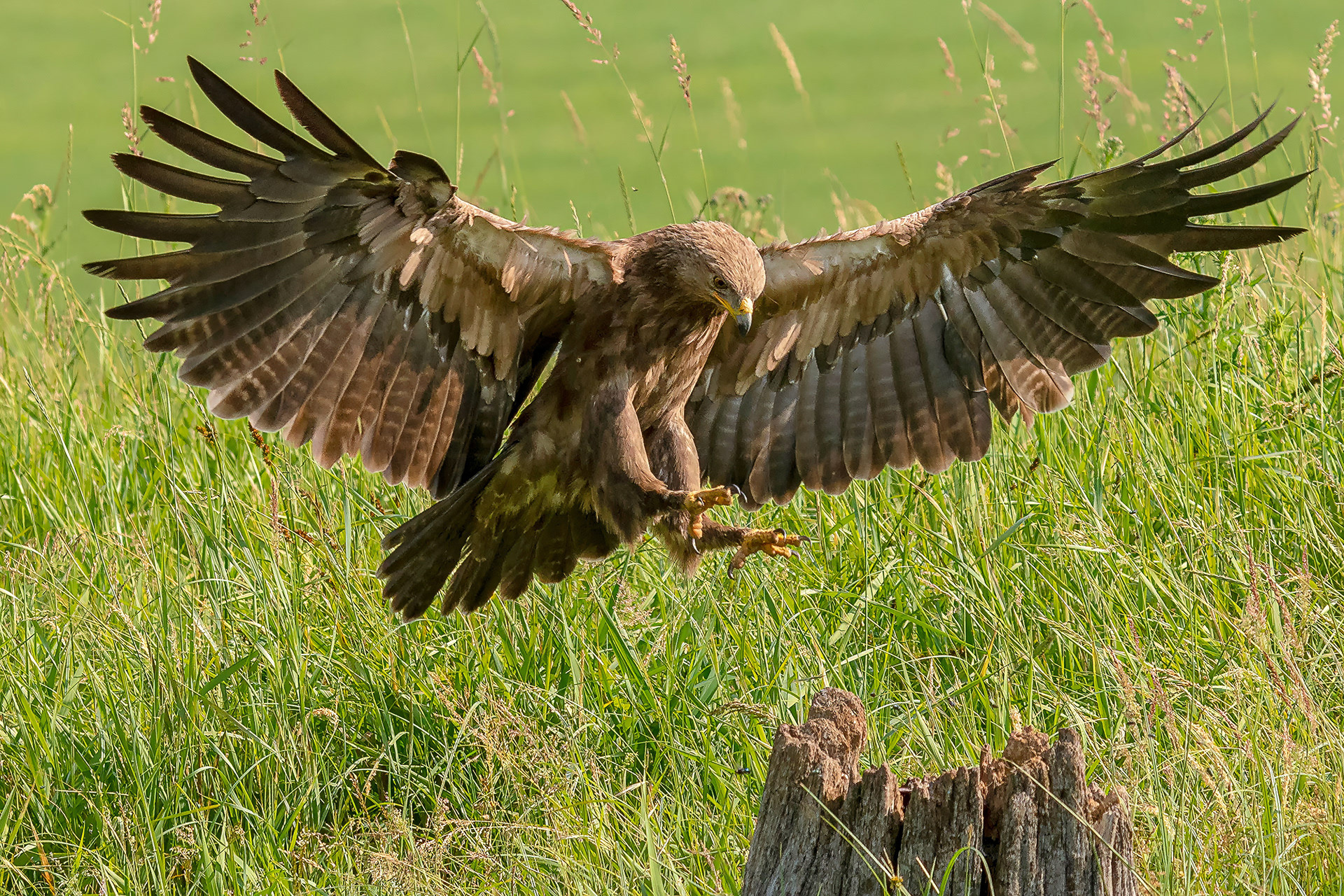 Schreiadler