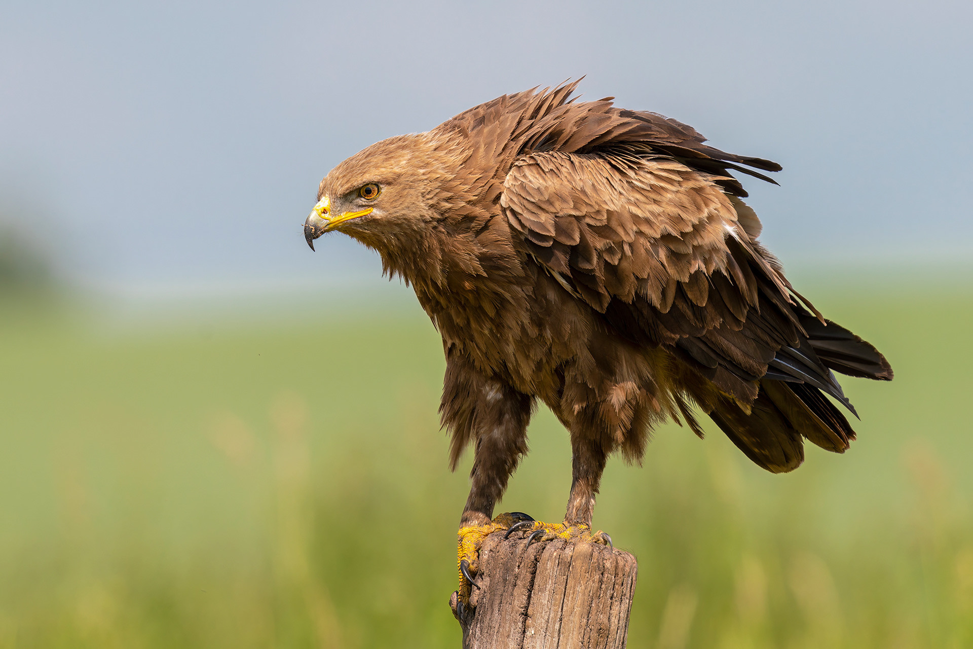 Schreiadler