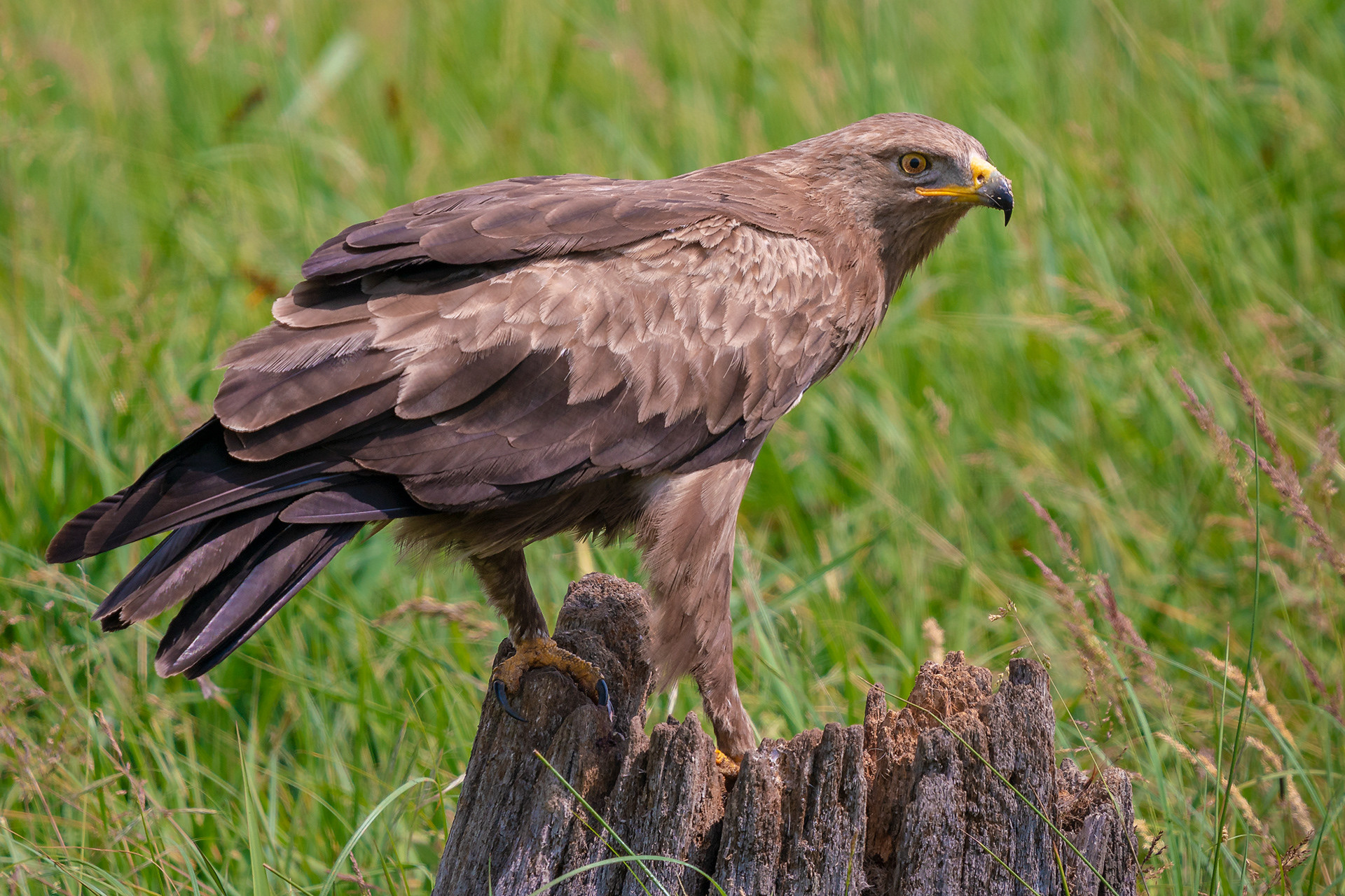 Schreiadler