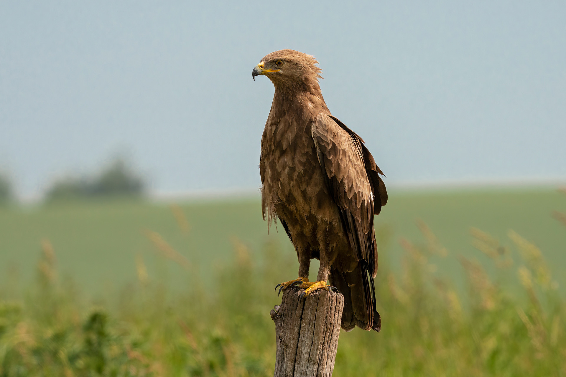 Schreiadler