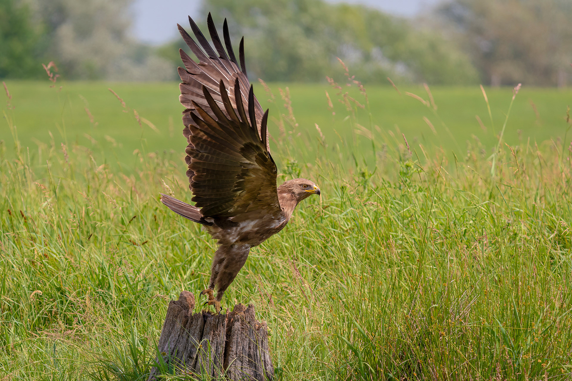 Schreiadler