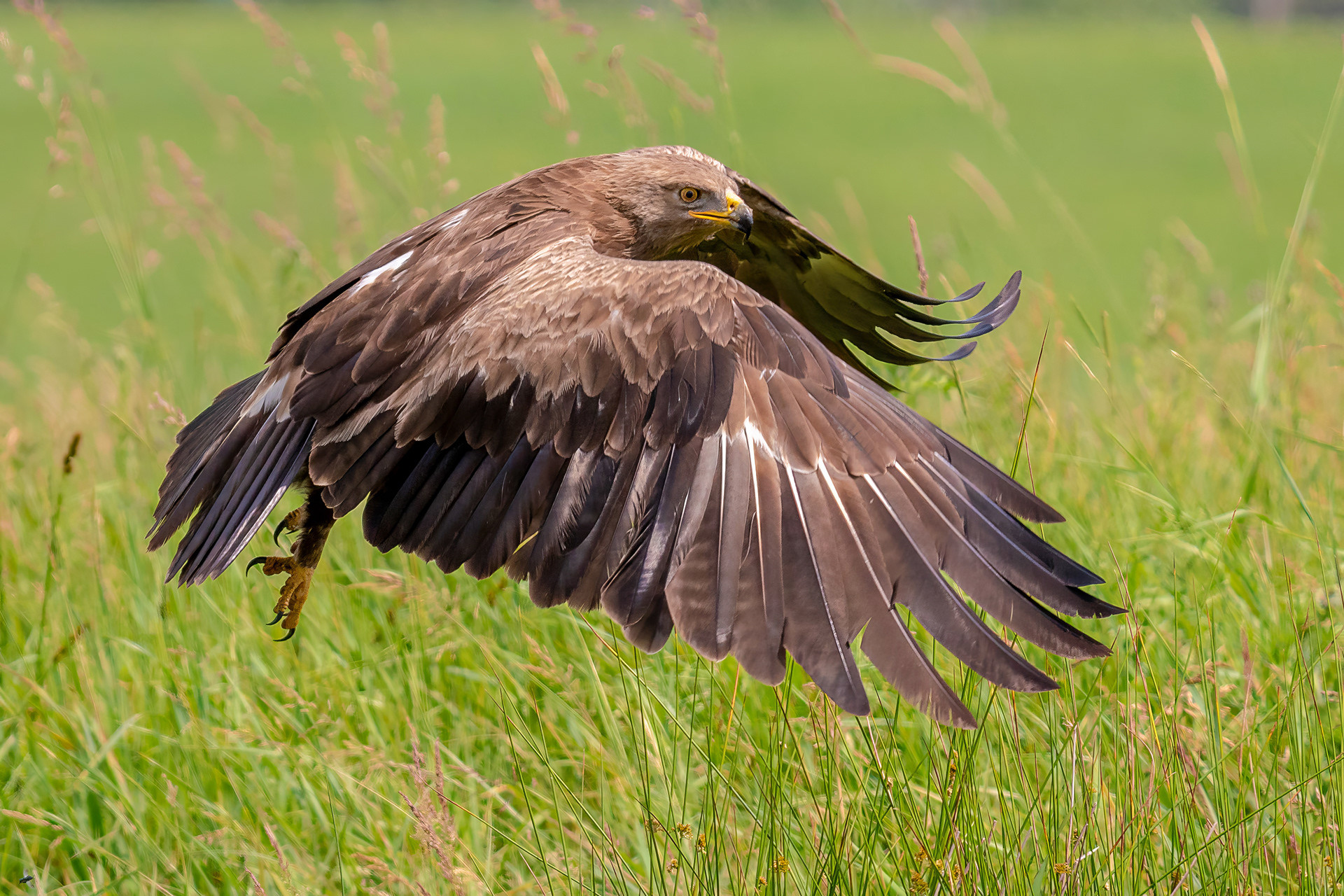Schreiadler