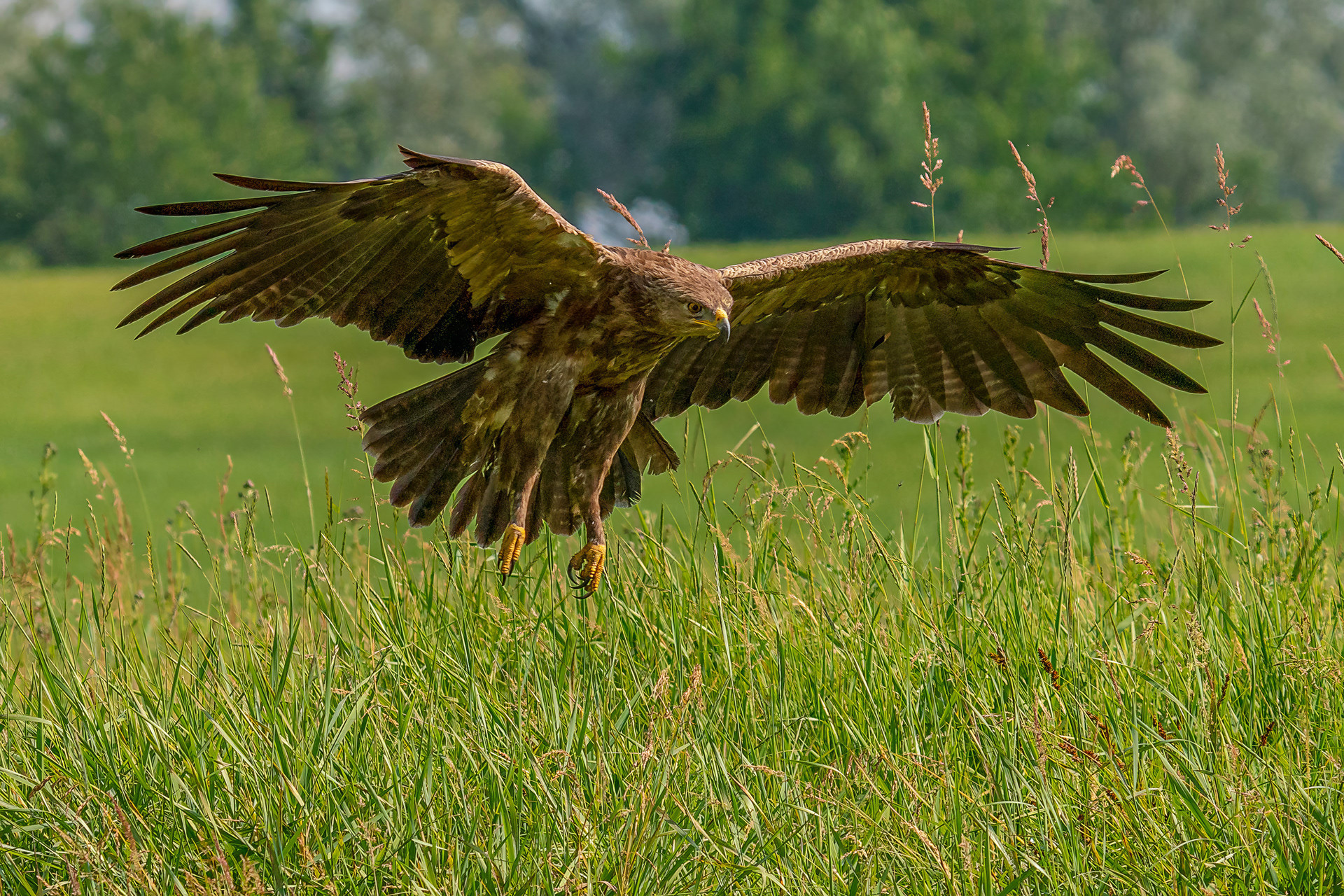 Schreiadler