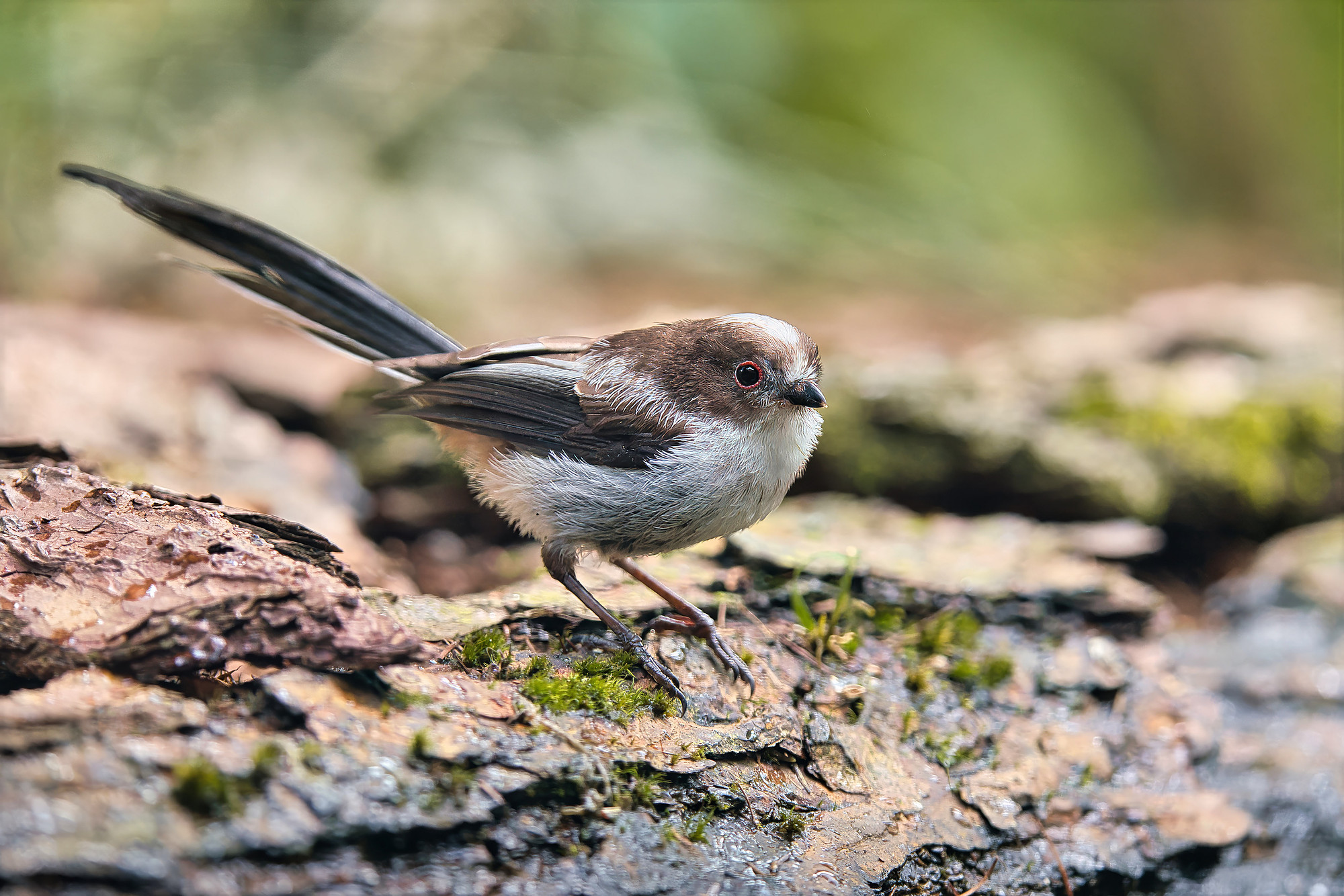 juvenile