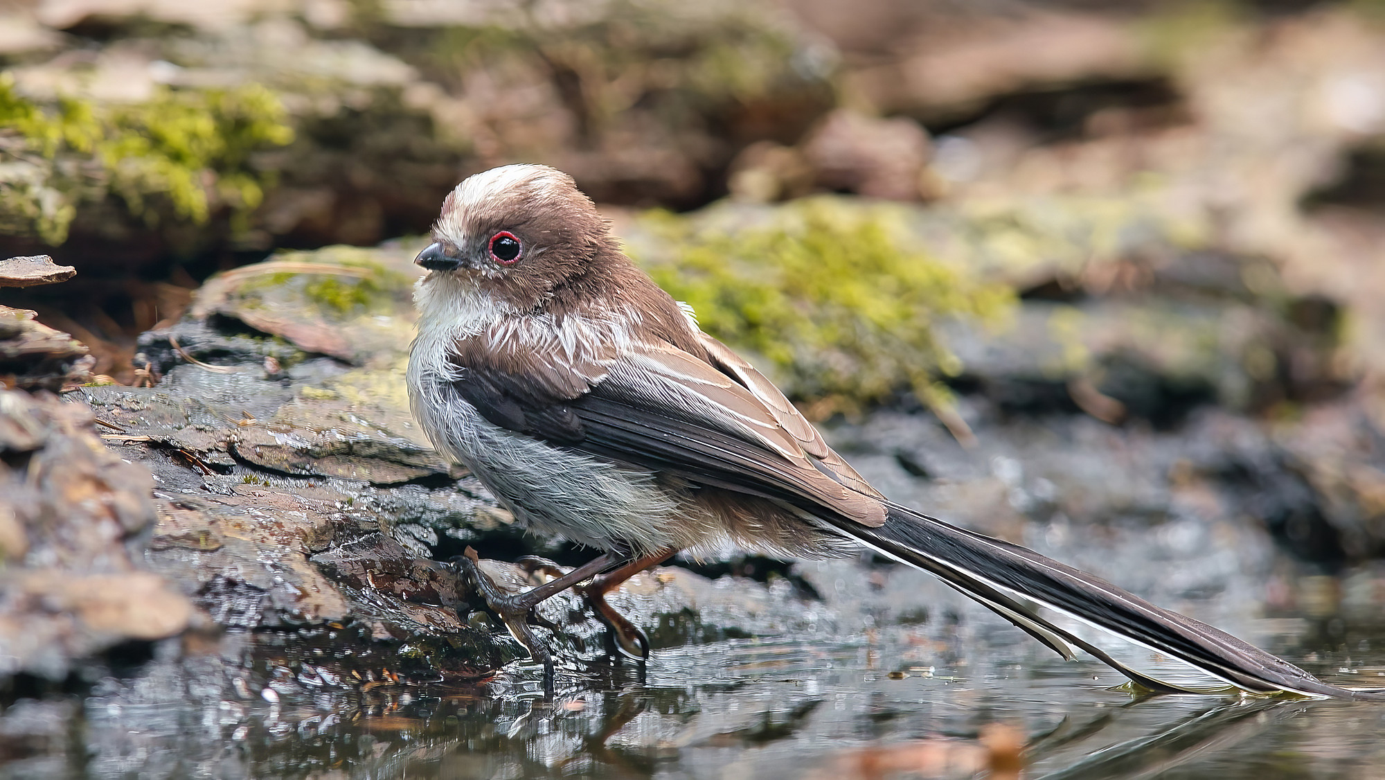 juvenile