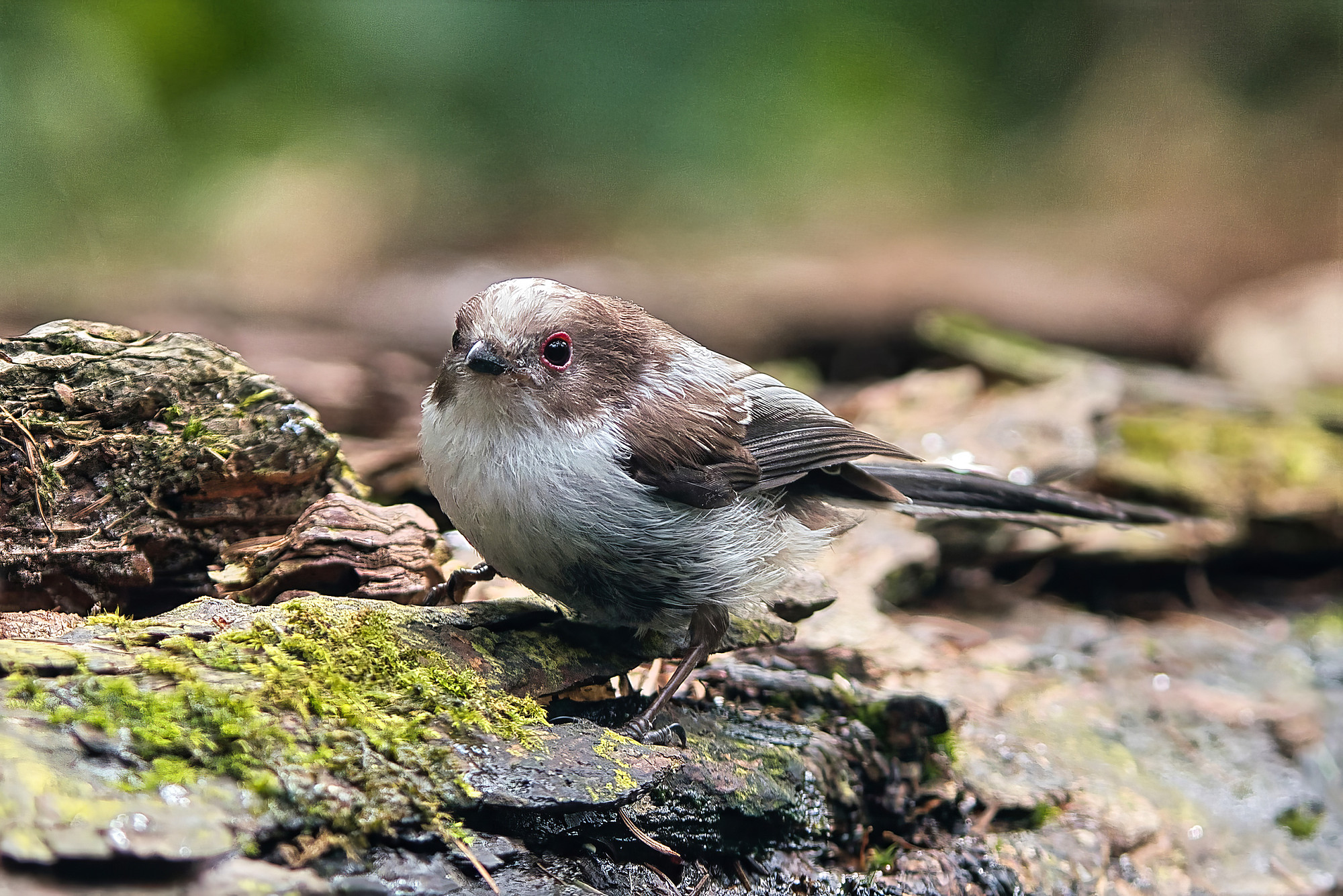 juvenile