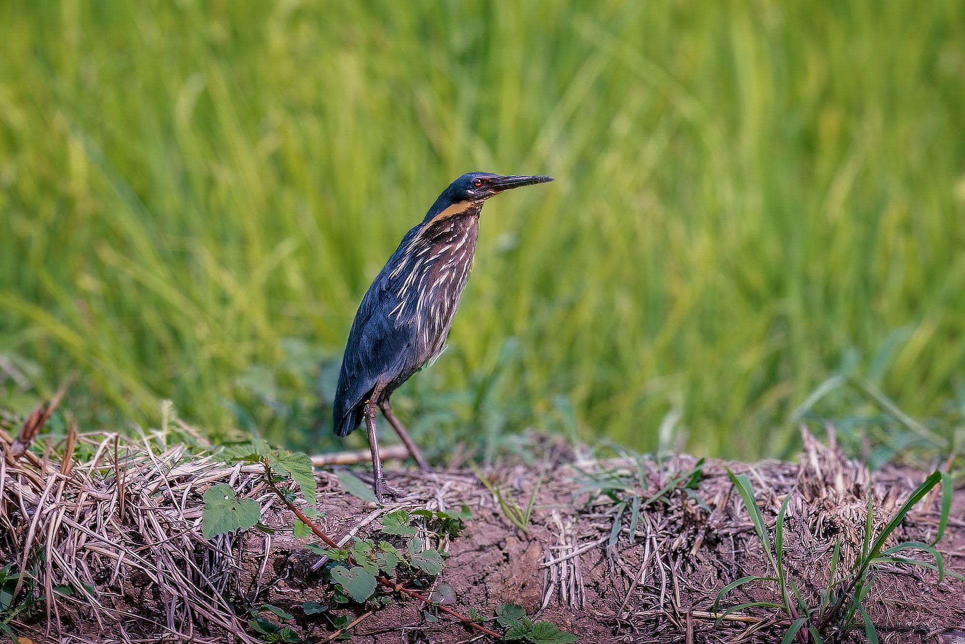 male