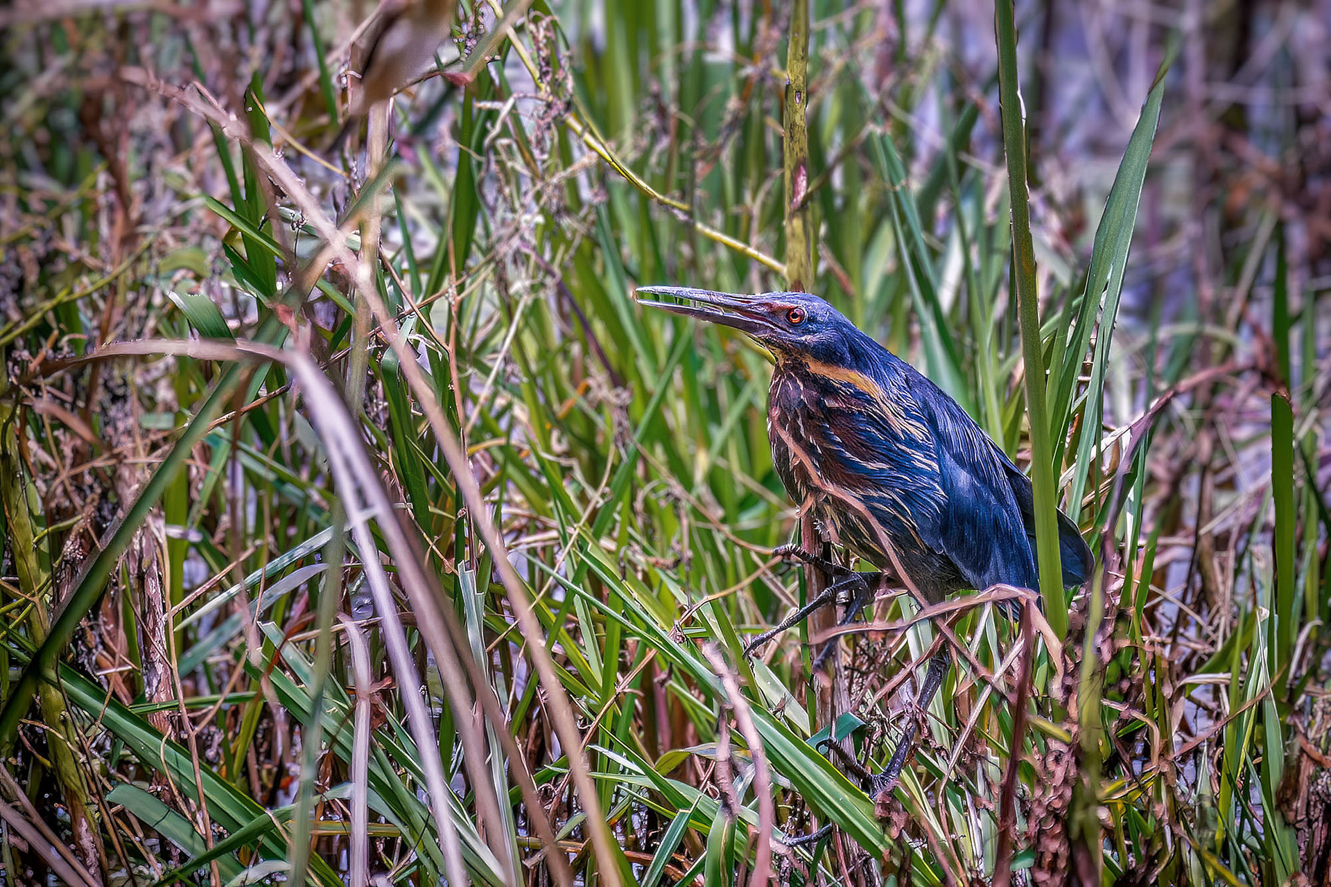male