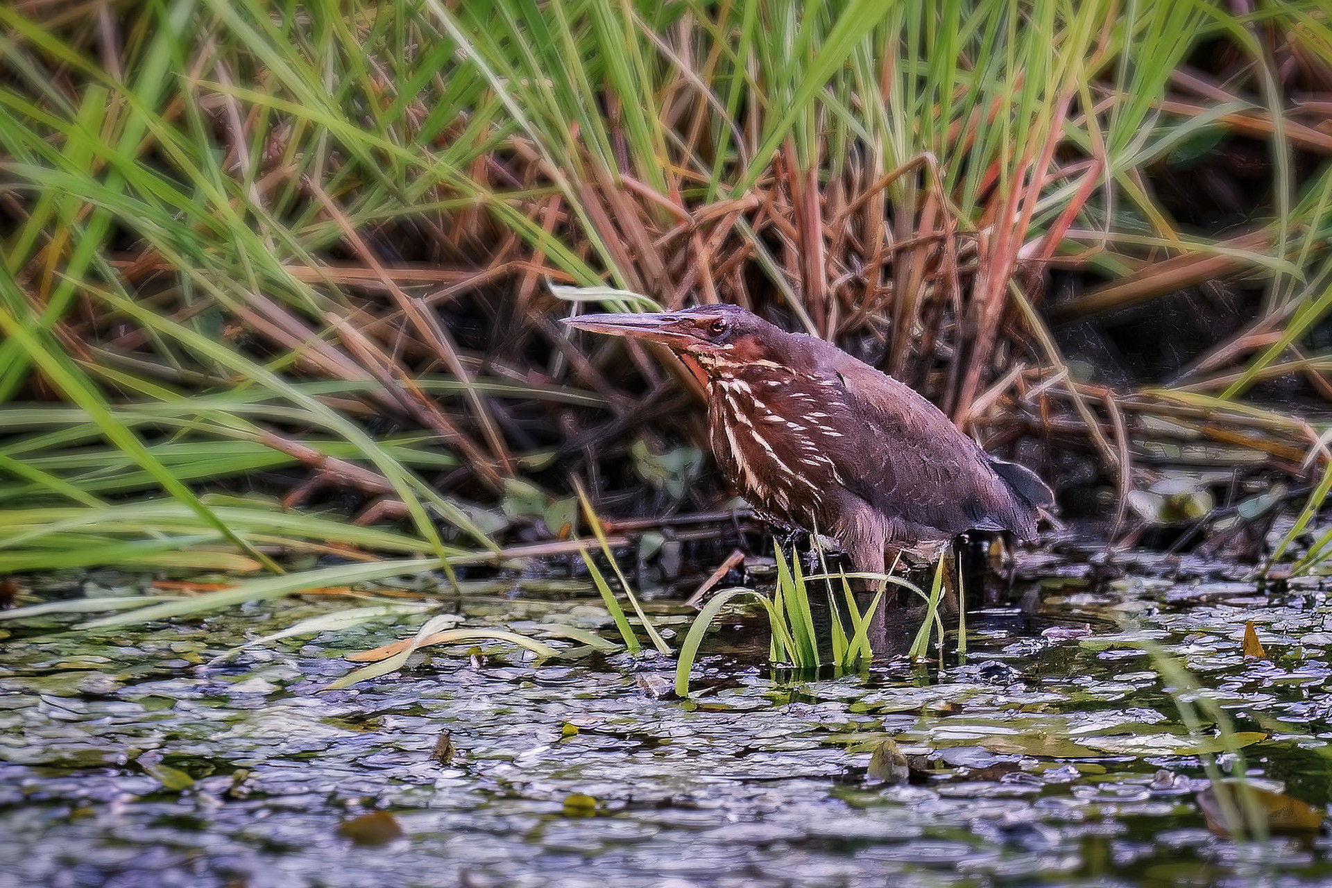 female