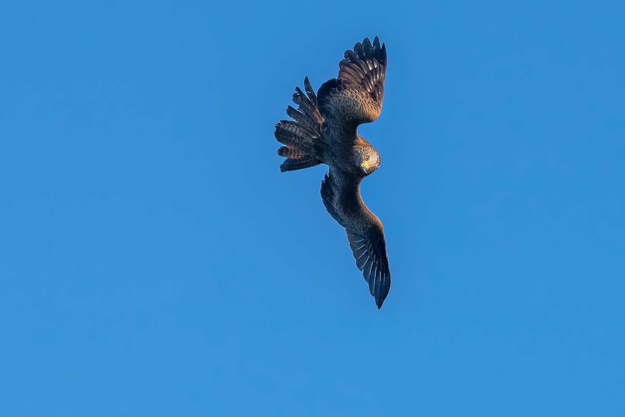 Der Flugakrobat...