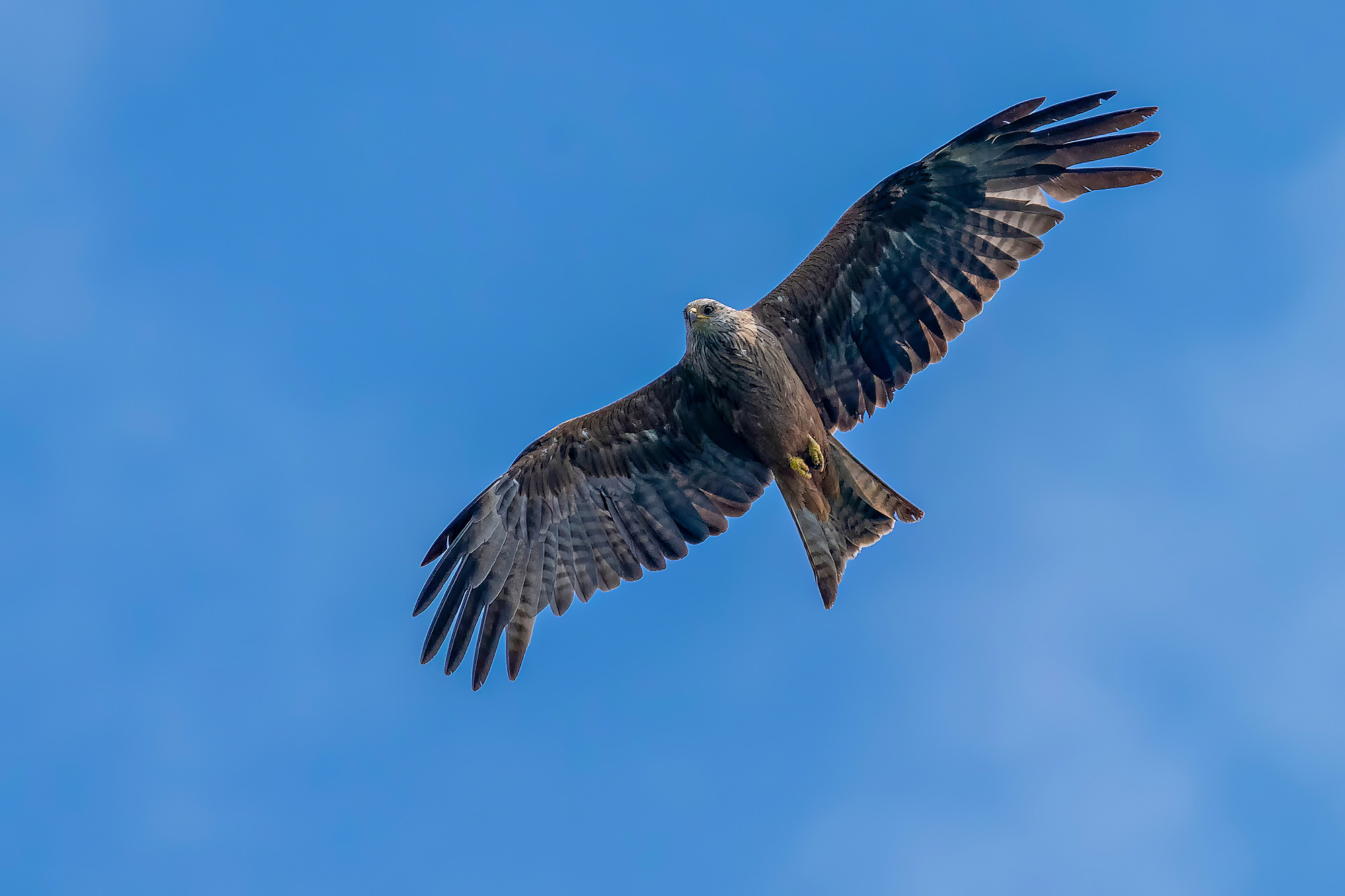 juvenile