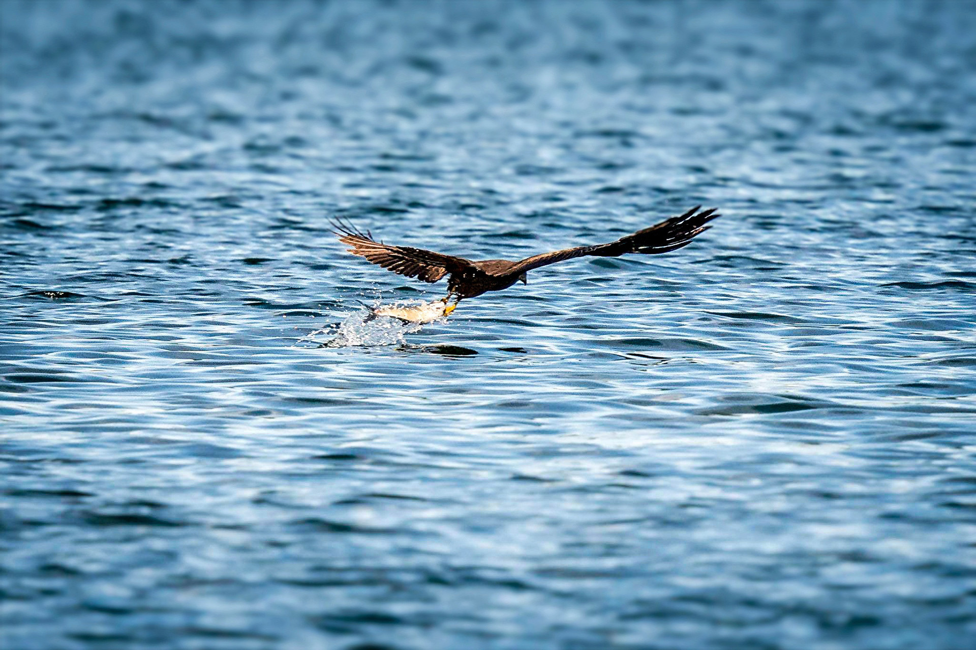 Der Schwarzmilan fängt einen Fisch...