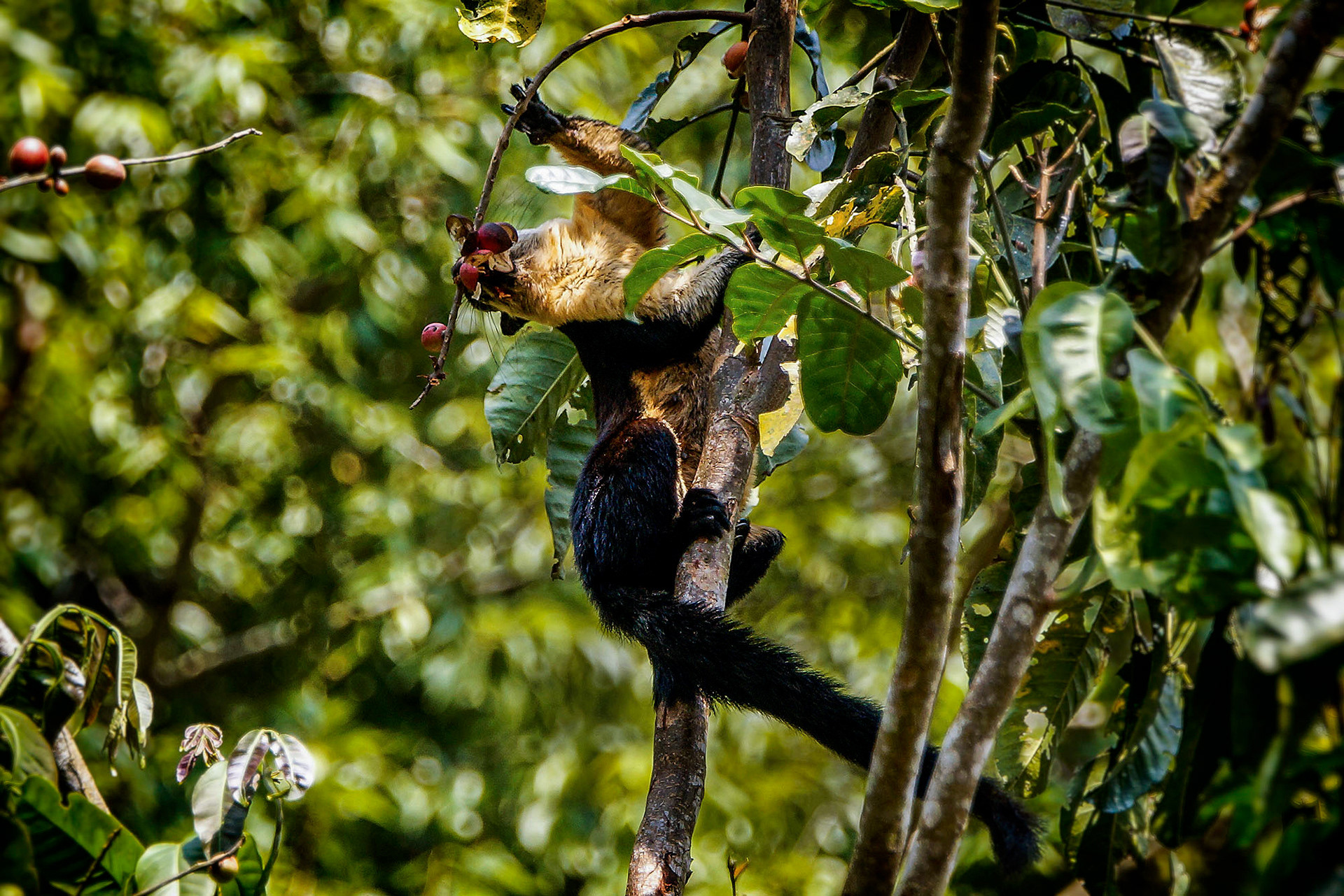 Schwarzes Riesenhörnchen