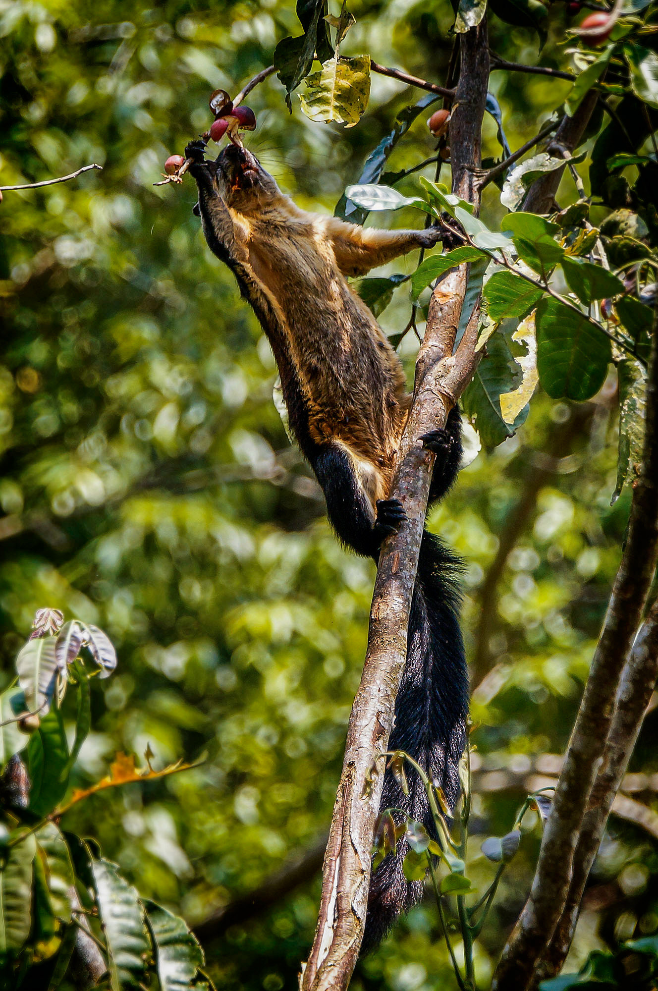 Schwarzes Riesenhörnchen