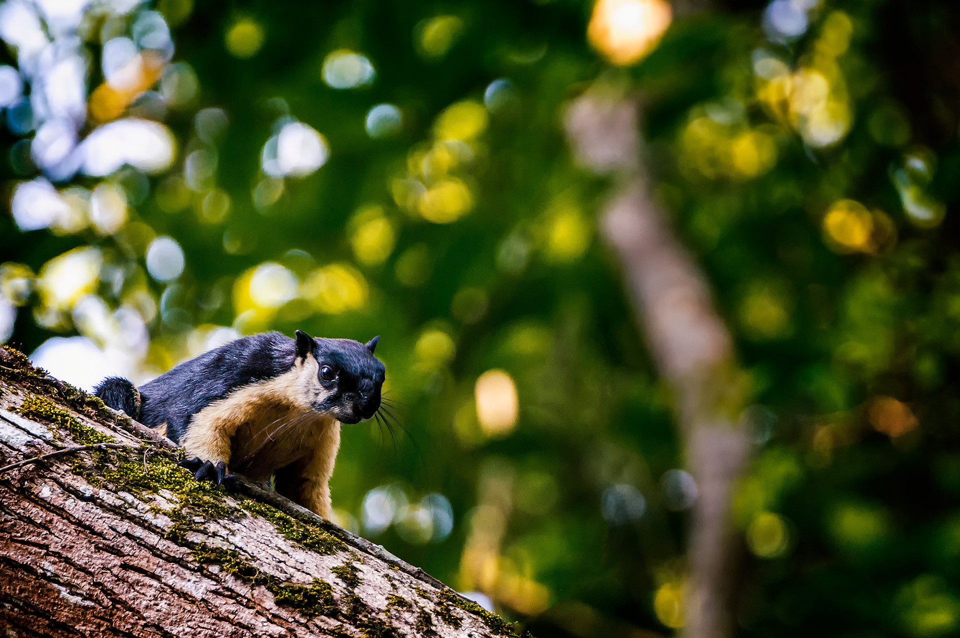 Schwarzes Riesenhörnchen