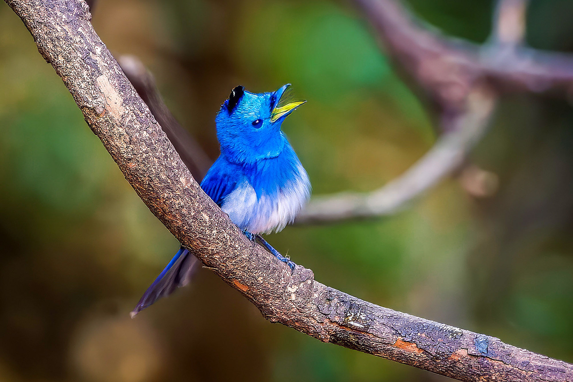 male