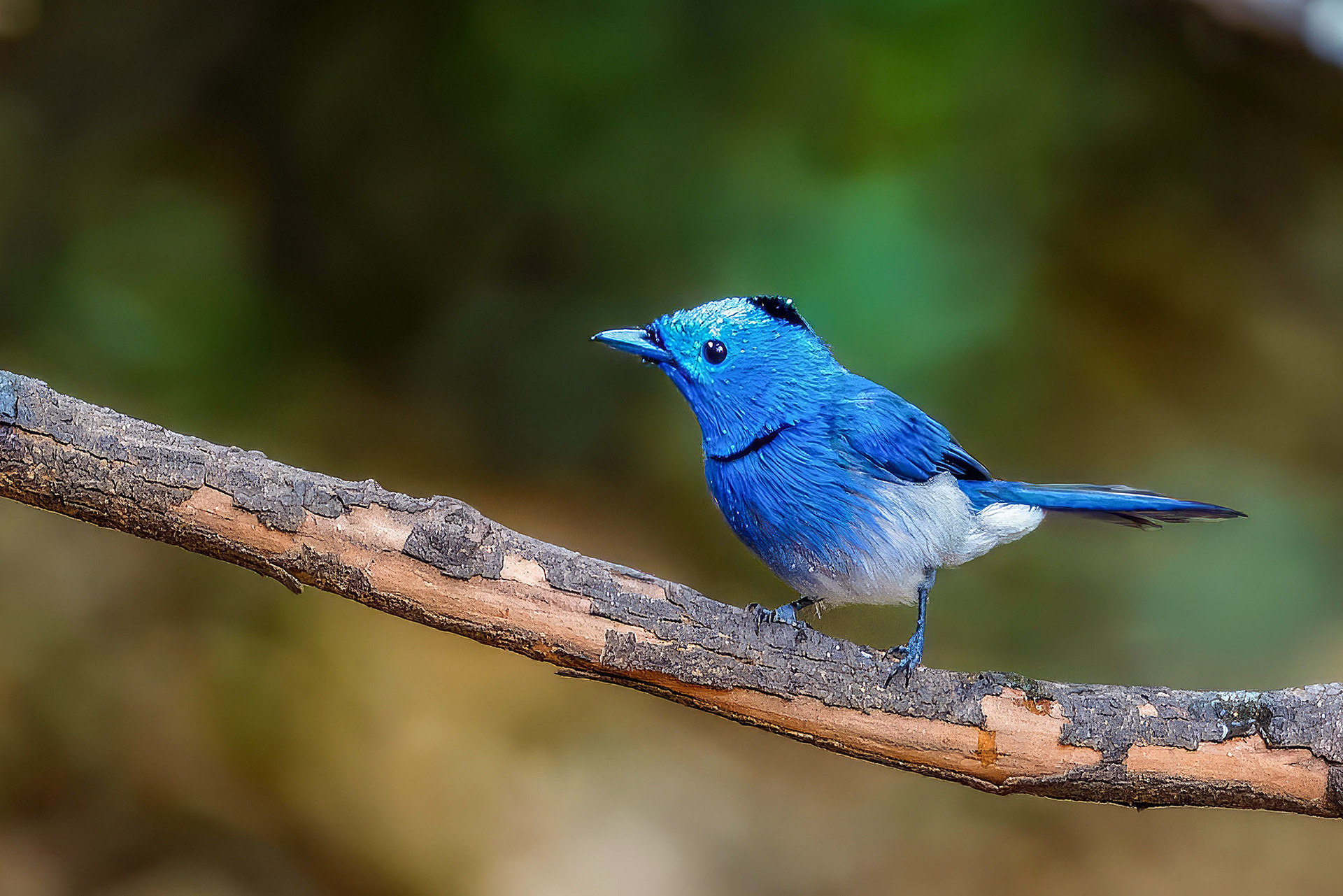 male
