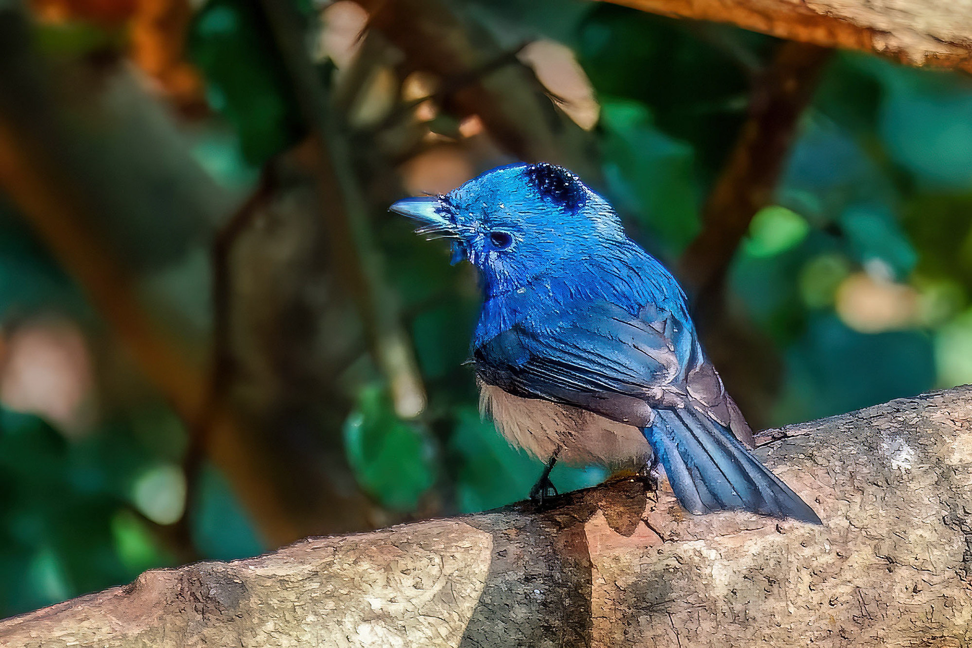 male