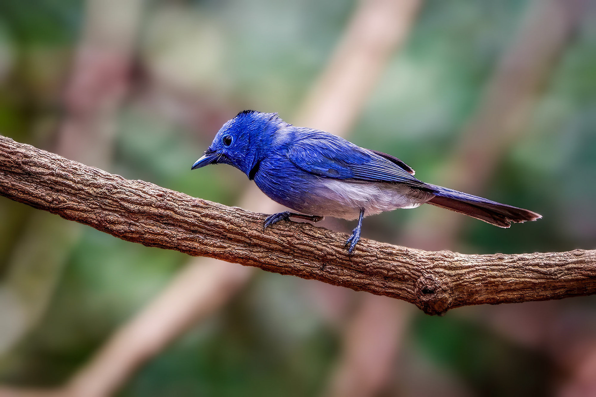 male