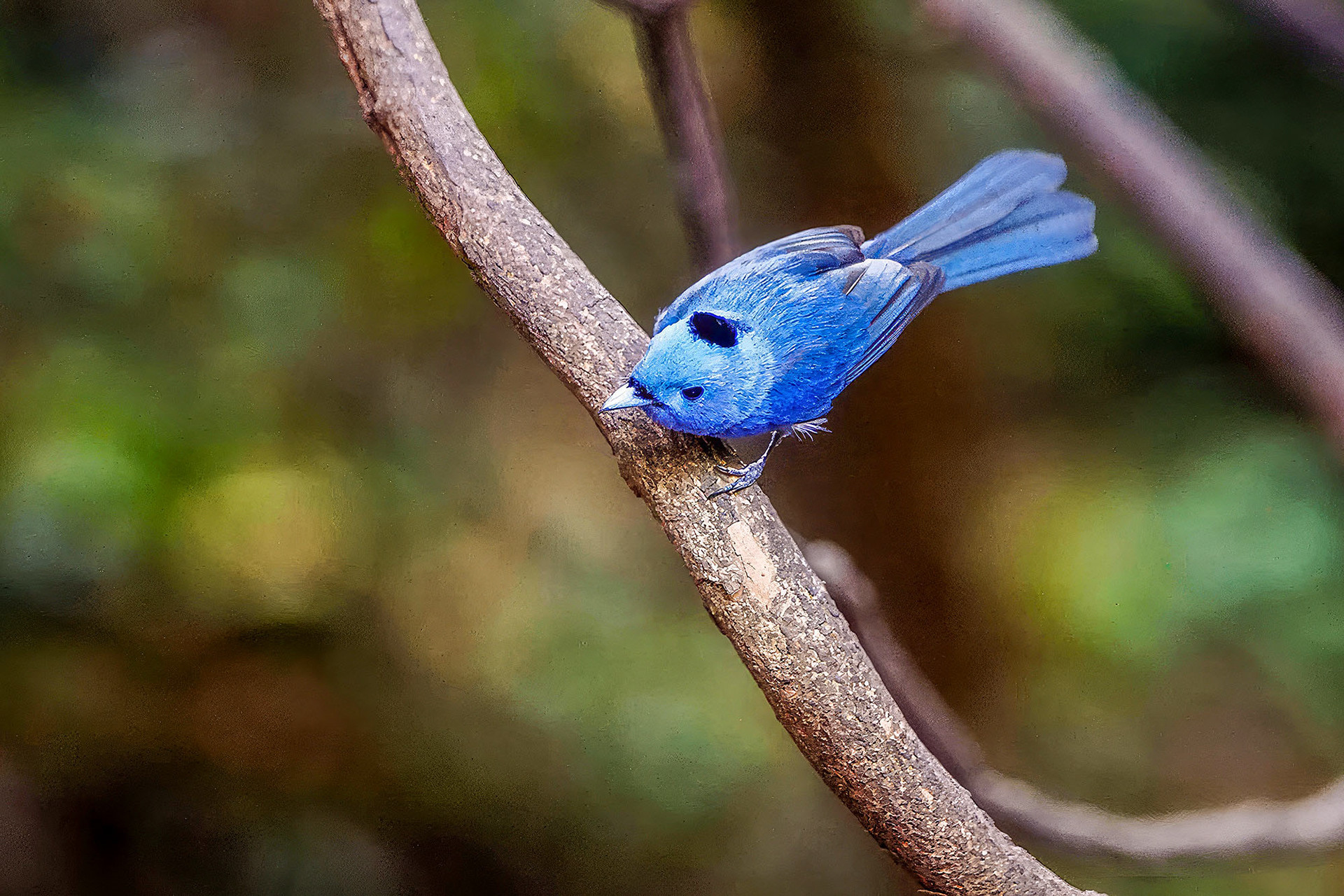 male