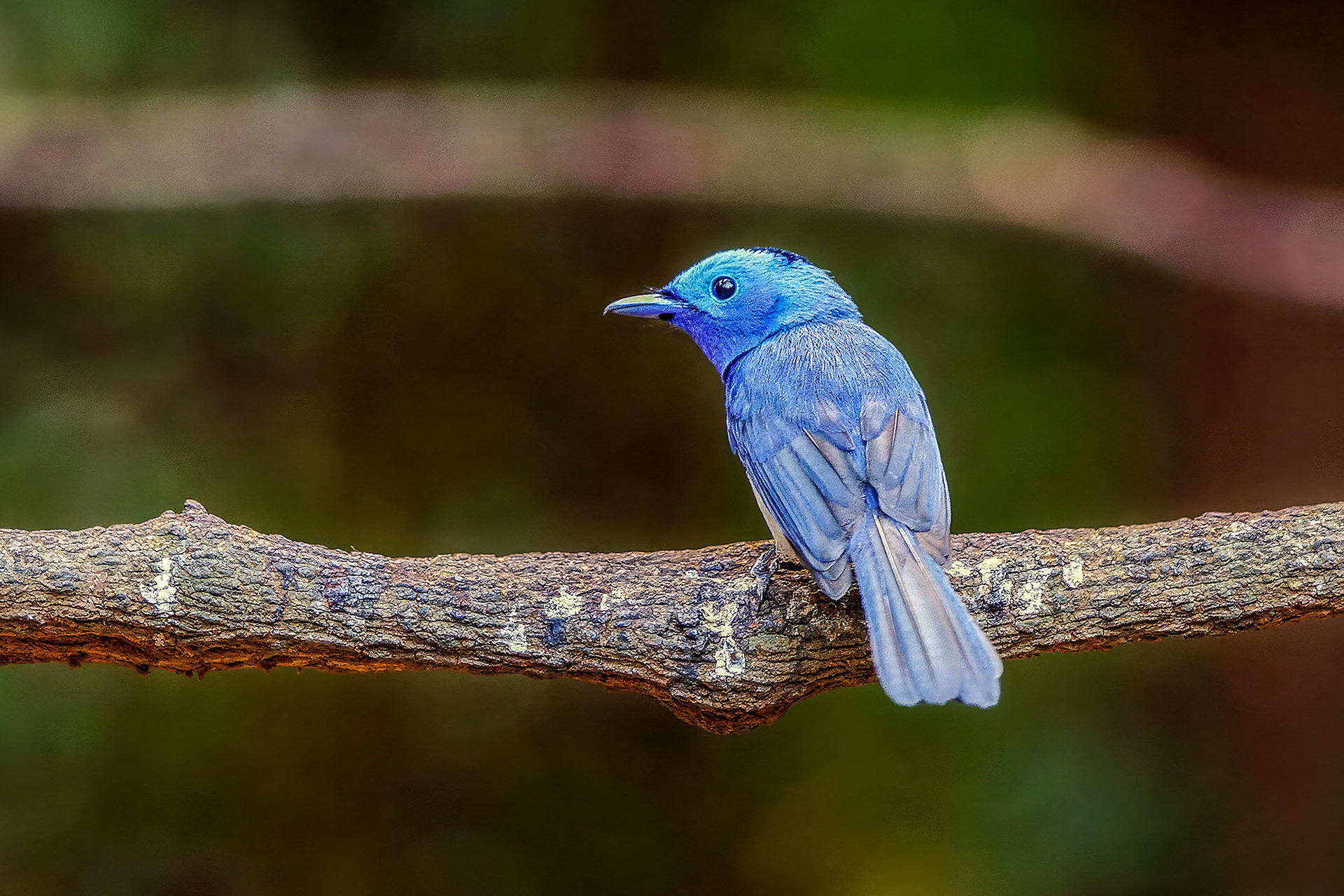 male