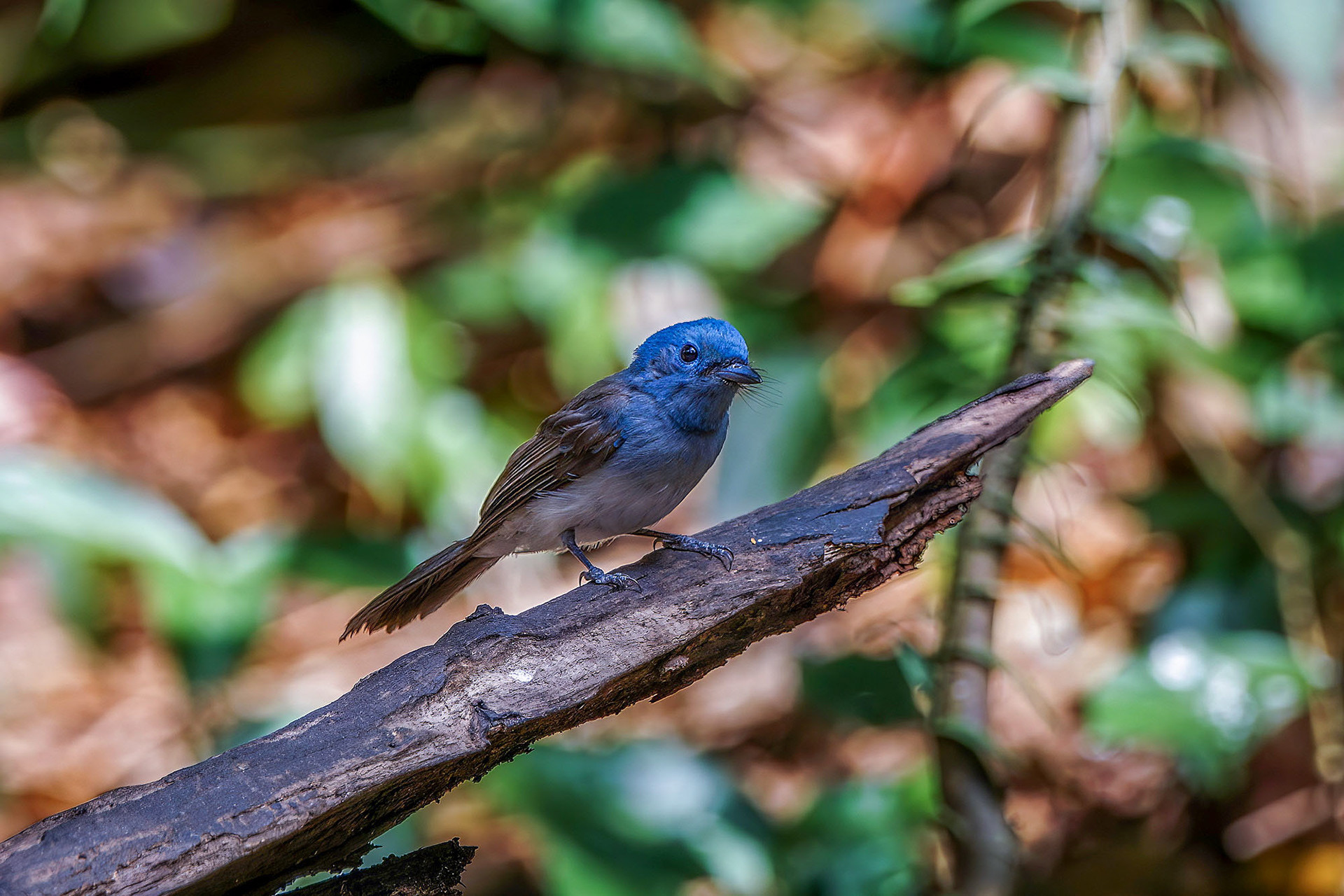 female