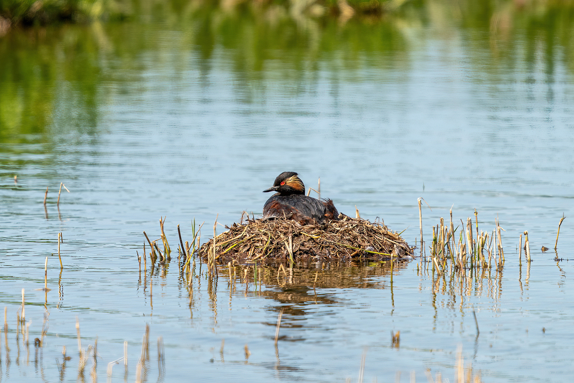 Das schwimmende Nest
