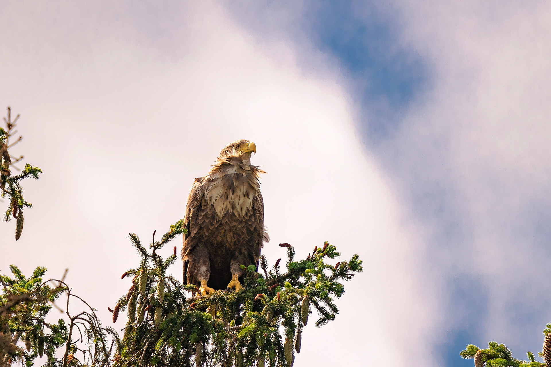 Seeadler