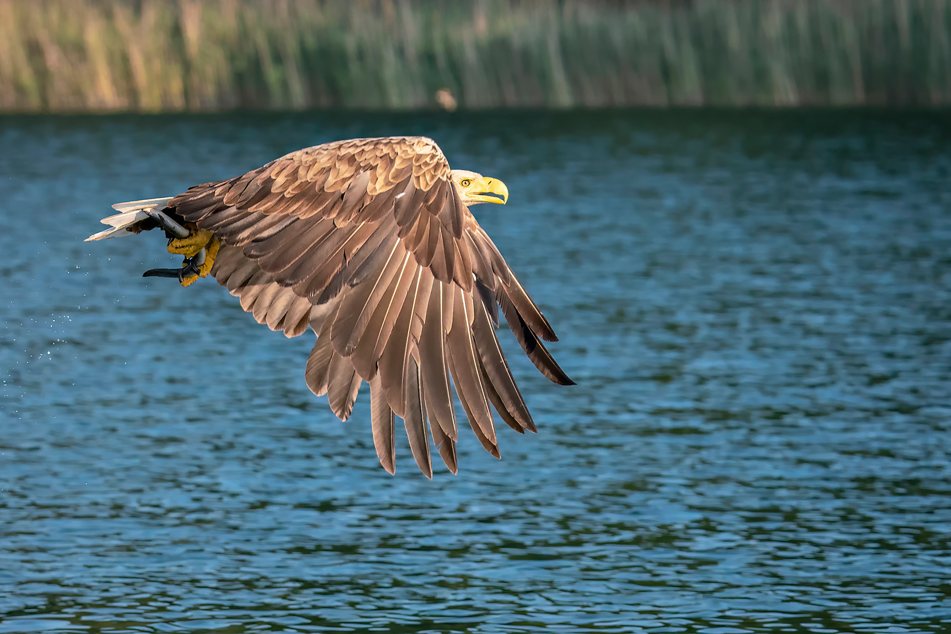 Seeadler mit Beute