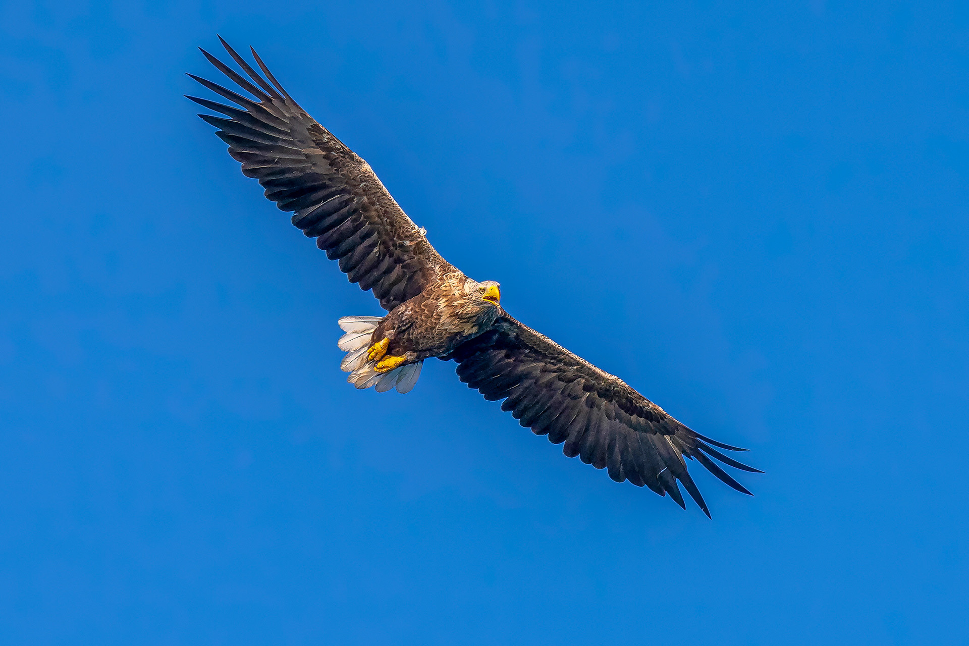 Seeadler
