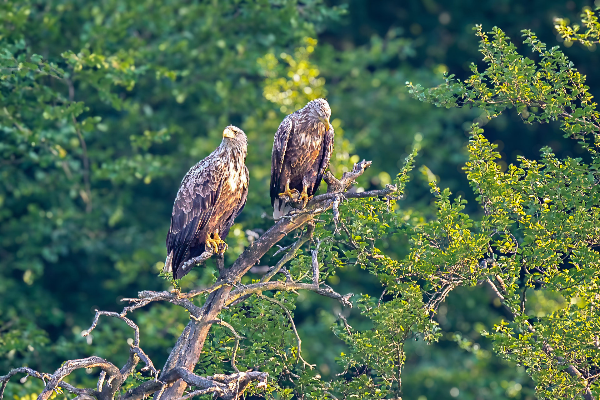 Seeadler Paar